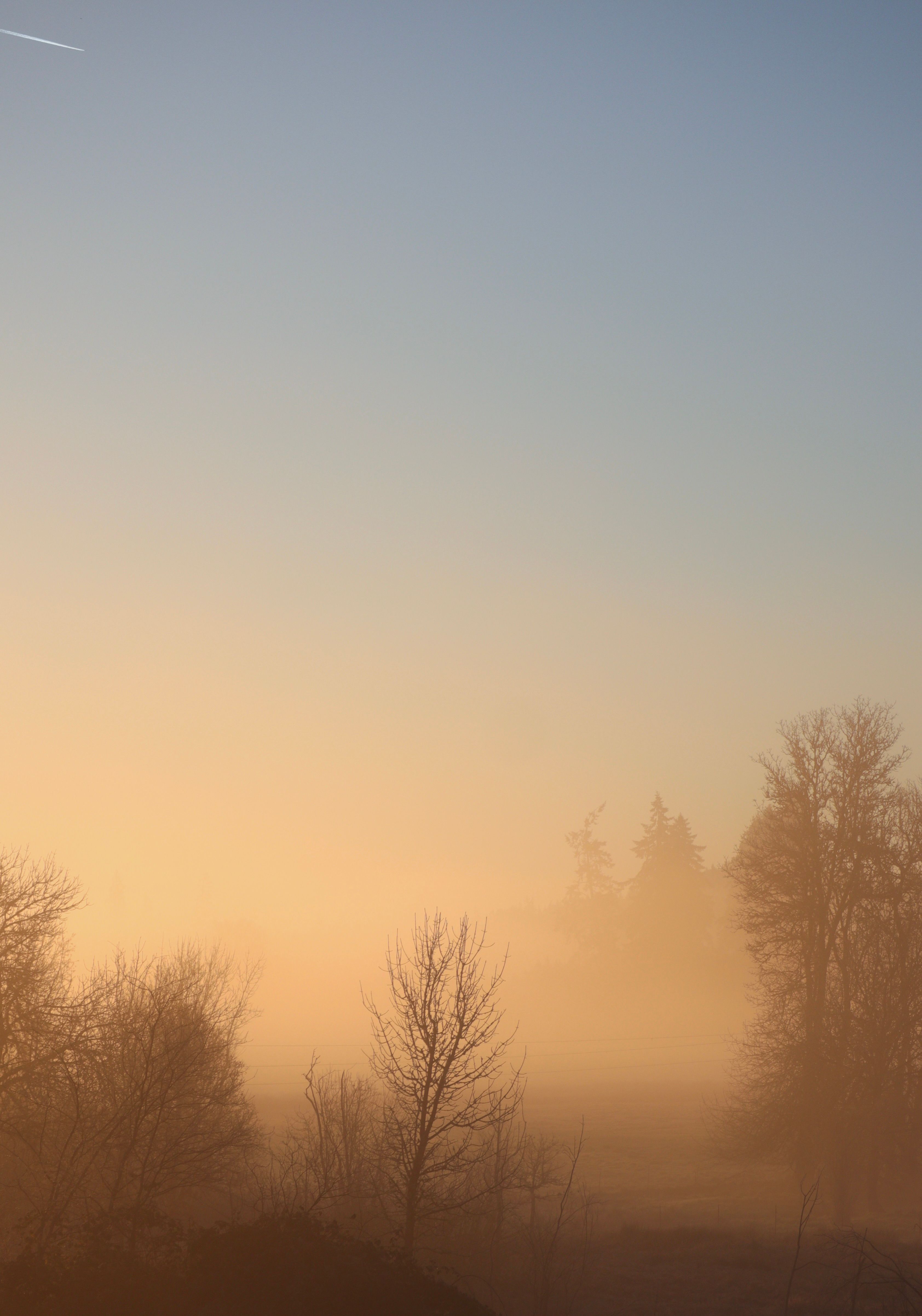 A tranquil scene of trees enveloped in morning mist against a warm sunrise sky.