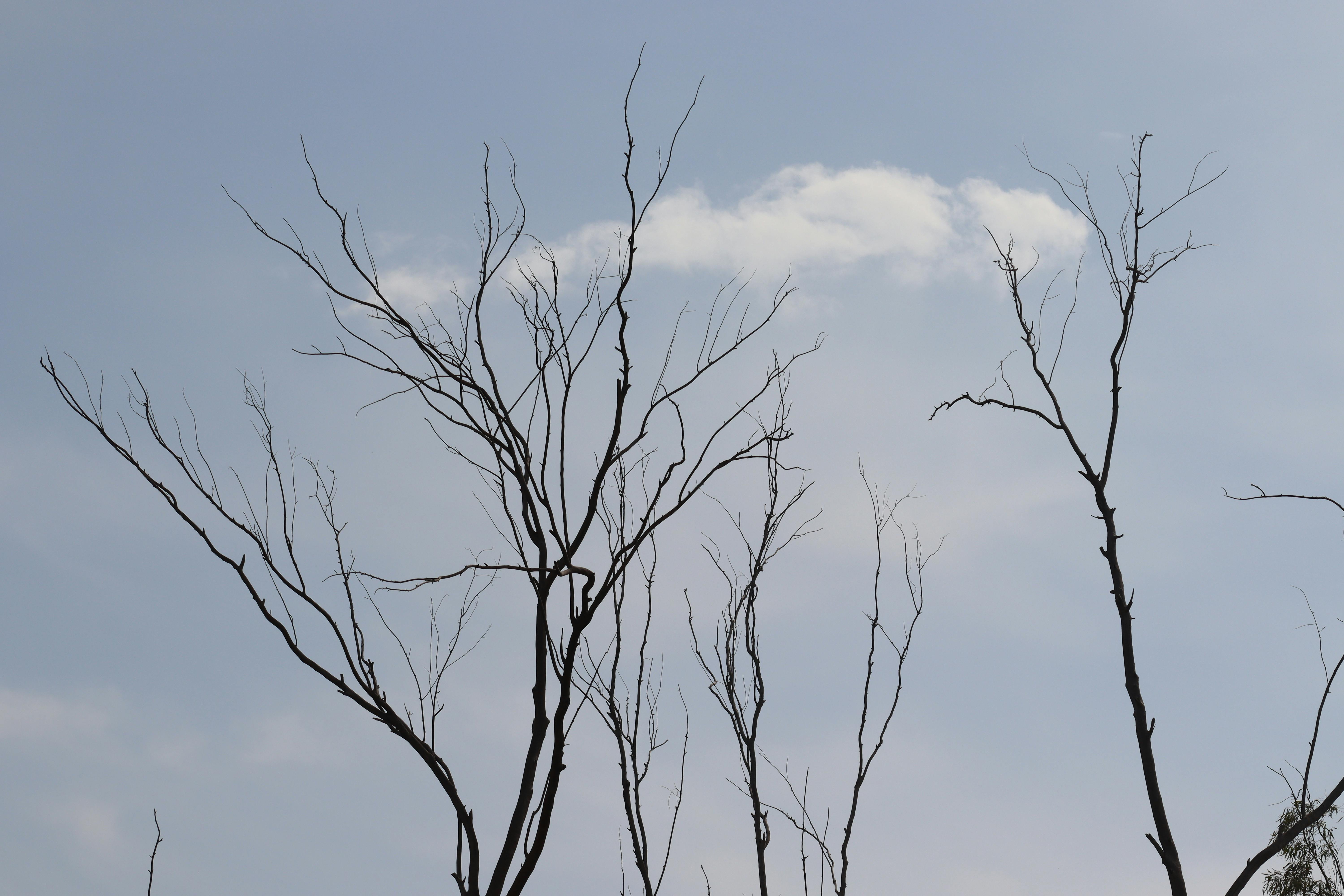 Miễn phí Những cành cây trơ trụi in bóng trên nền trời xanh điểm vài đám mây. Ảnh lưu trữ