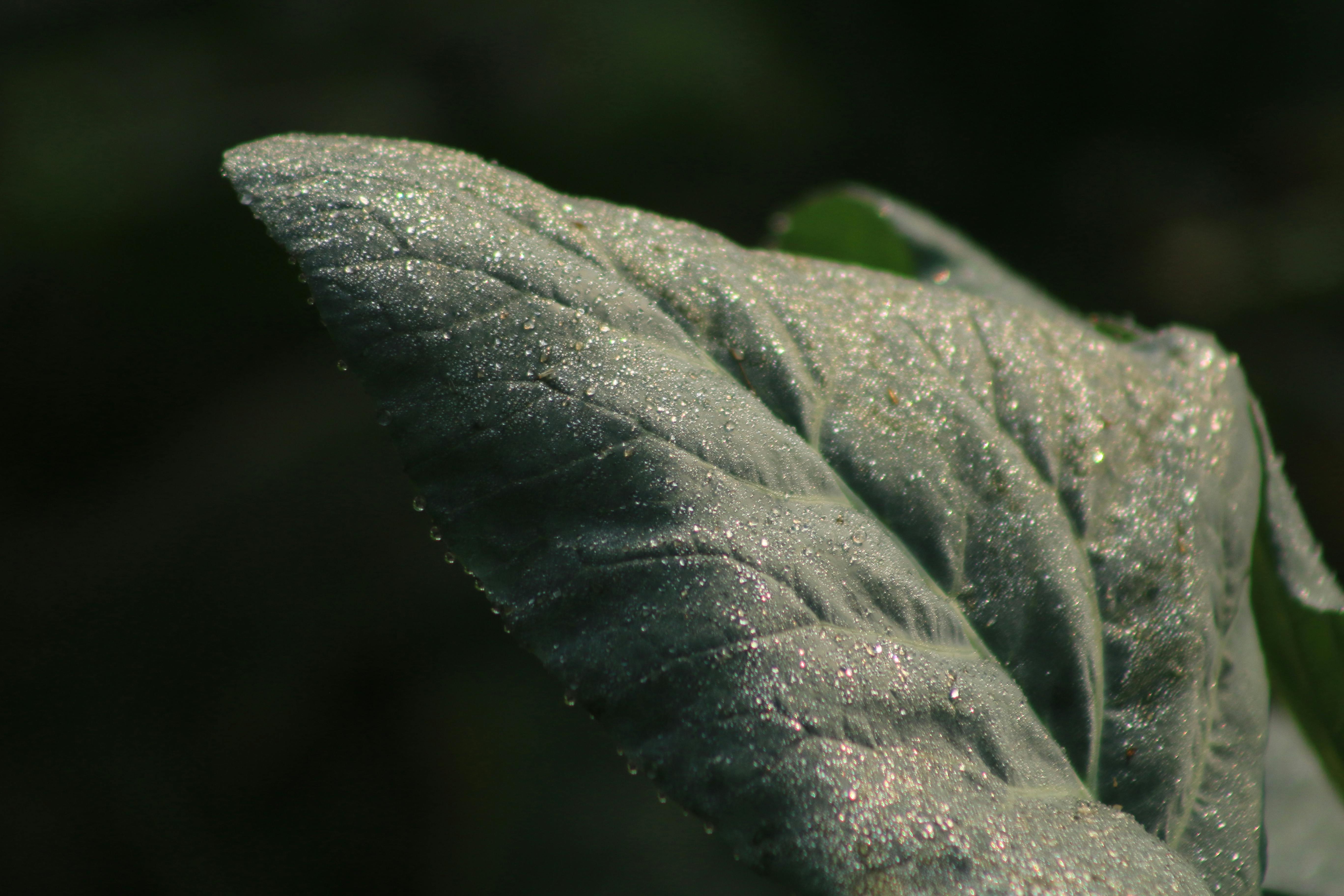 gratis Macrofoto van een blad met dauwdruppels die glinsteren in het ochtendlicht, waardoor de natuurlijke texturen worden benadrukt. Stockfoto