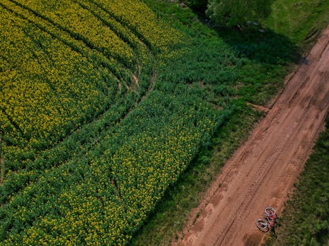 Aerial shot of a countryside field with blooming crops and a dirt road. A bicycle lies on the path.