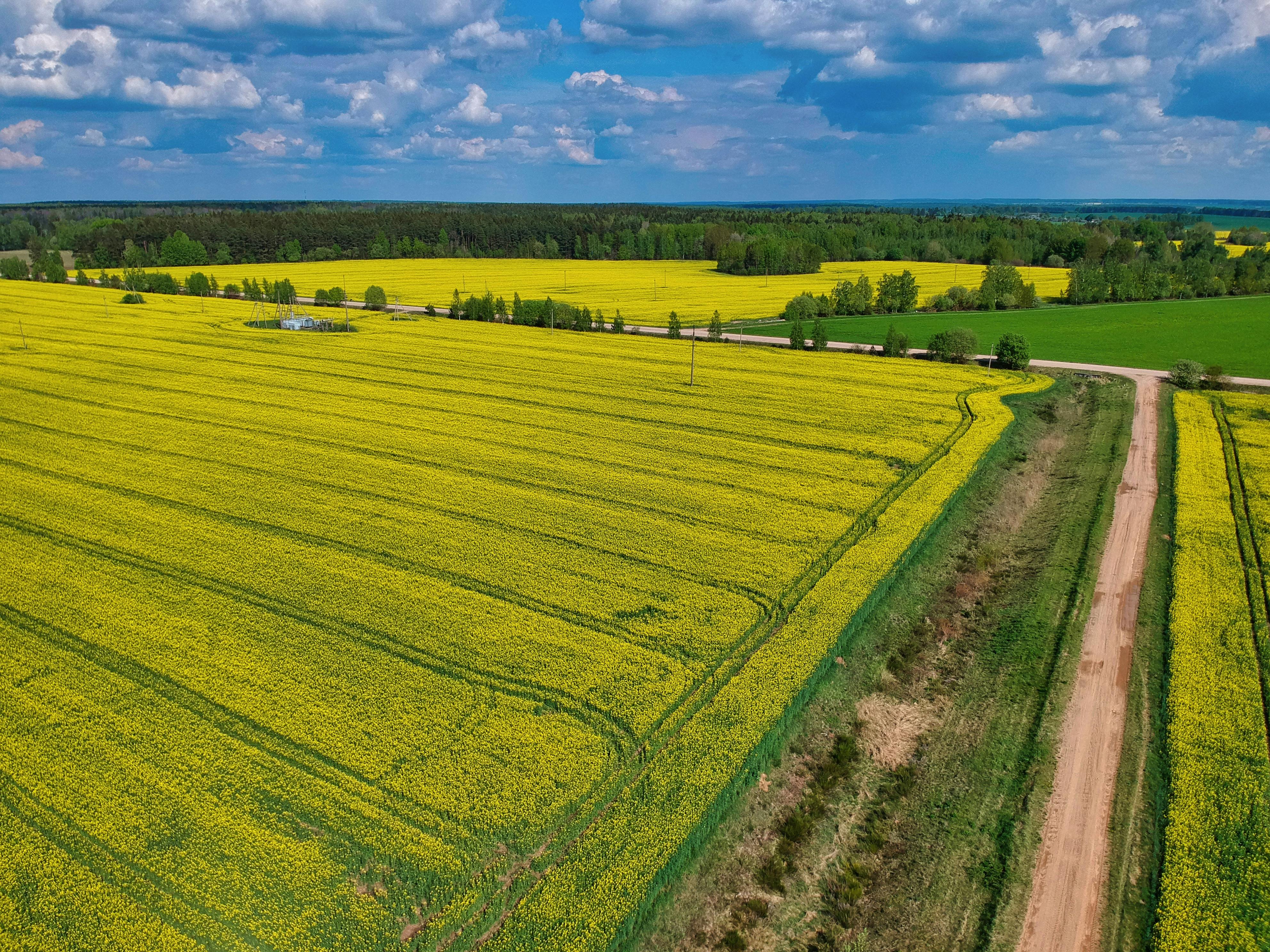 ฟรี ภาพถ่ายทางอากาศที่สวยงามน่าประทับใจของทุ่งดอกเรพซีดสีเหลืองกว้างใหญ่ภายใต้ท้องฟ้าสดใสในฤดูใบไม้ผลิ คลังภาพถ่าย