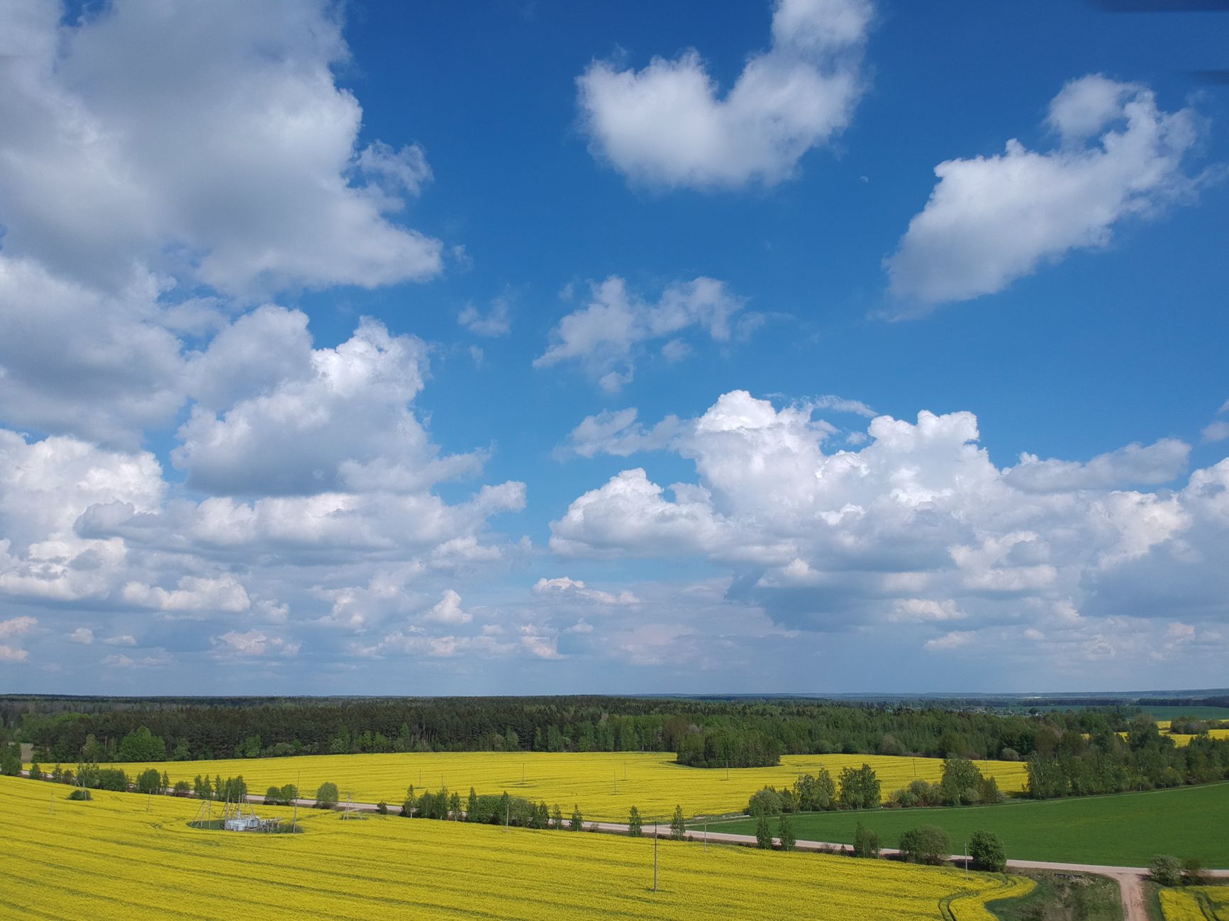 Breathtaking aerial view of blooming canola fields under a clear blue sky with white clouds.