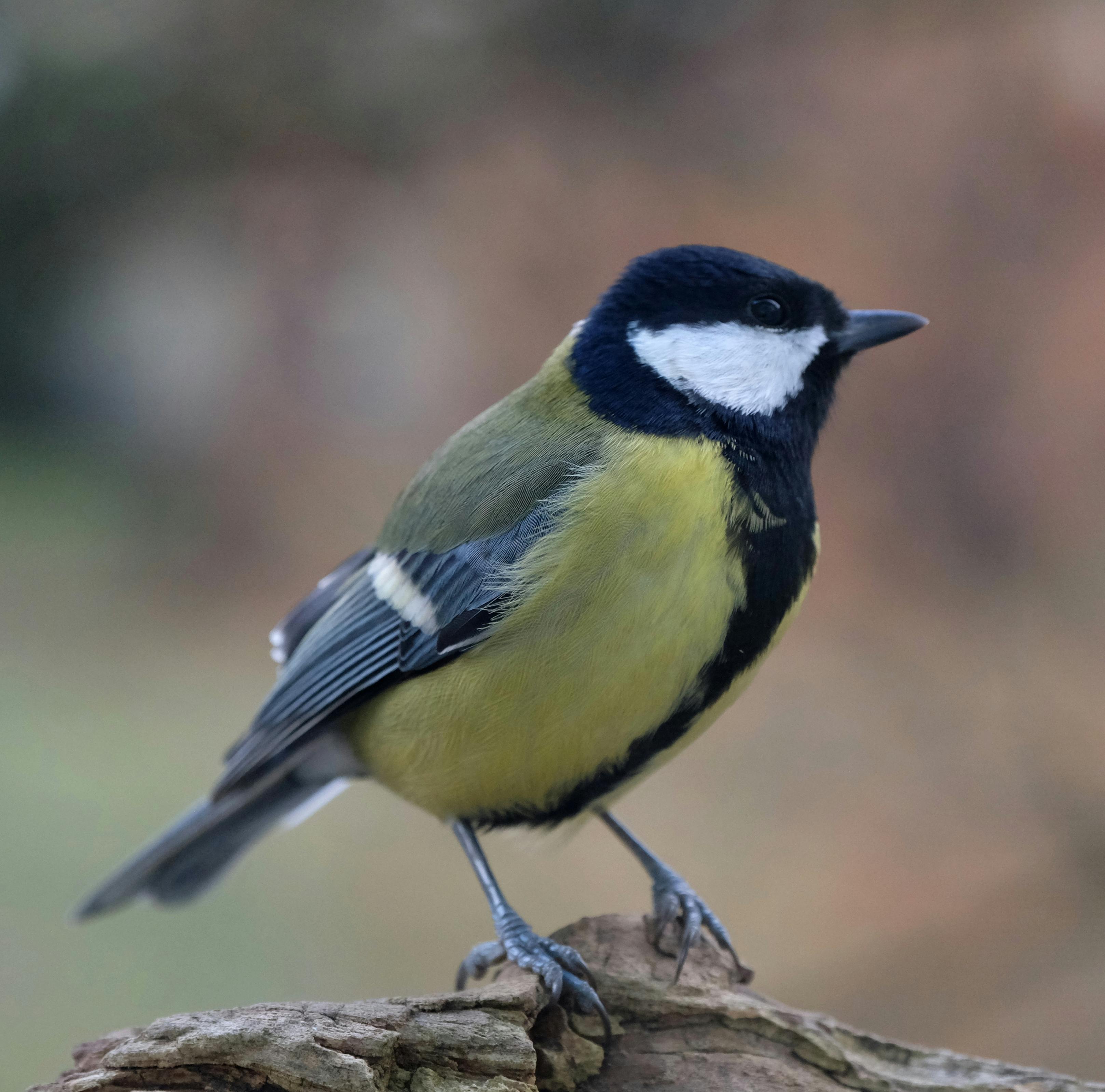 Gratis Ripresa dettagliata di una cinciallegra appollaiata su un ramo con sfondo sfocato. Foto a disposizione
