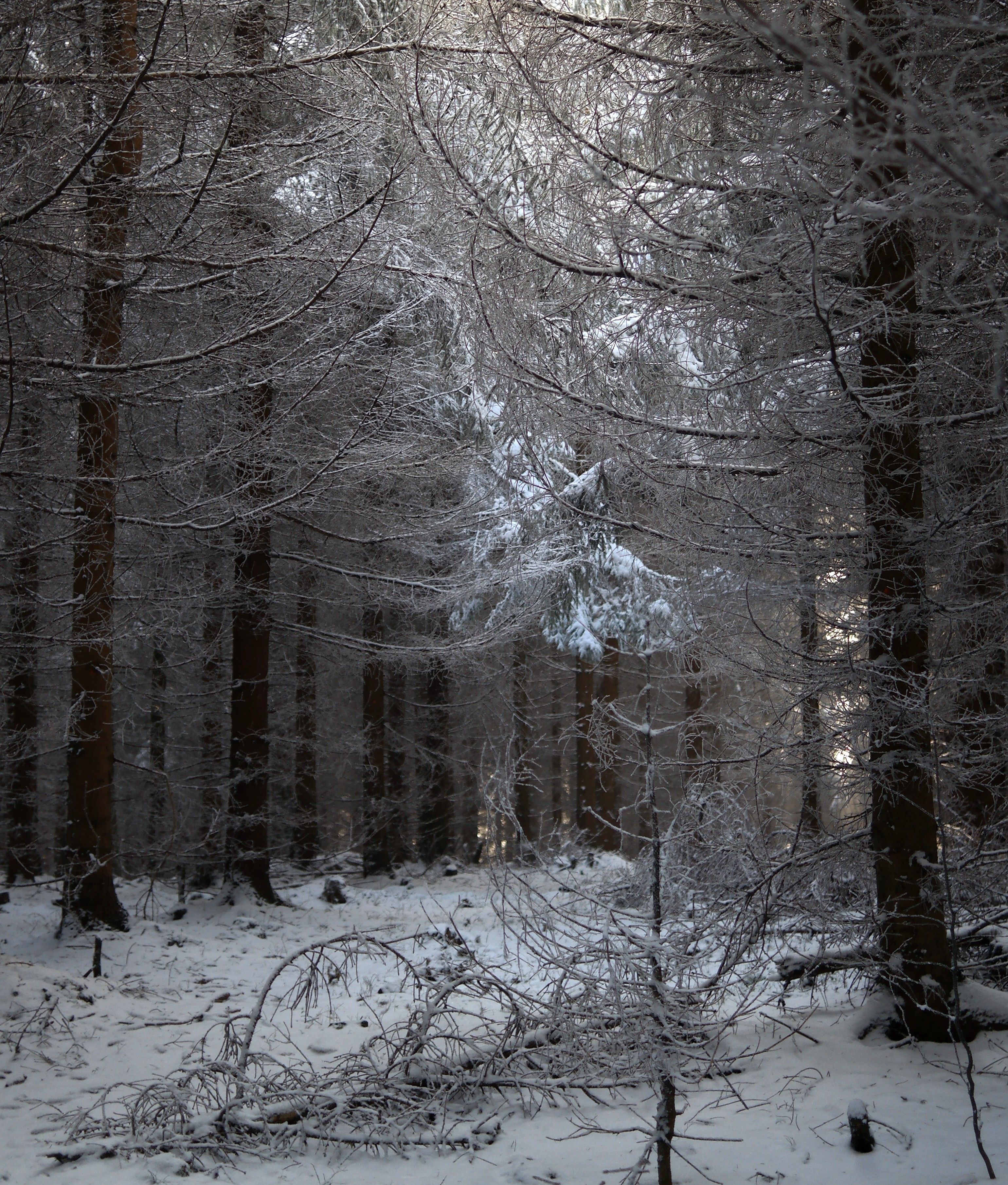 A Snow Covered Leafless Trees in the Forest · Free Stock Photo