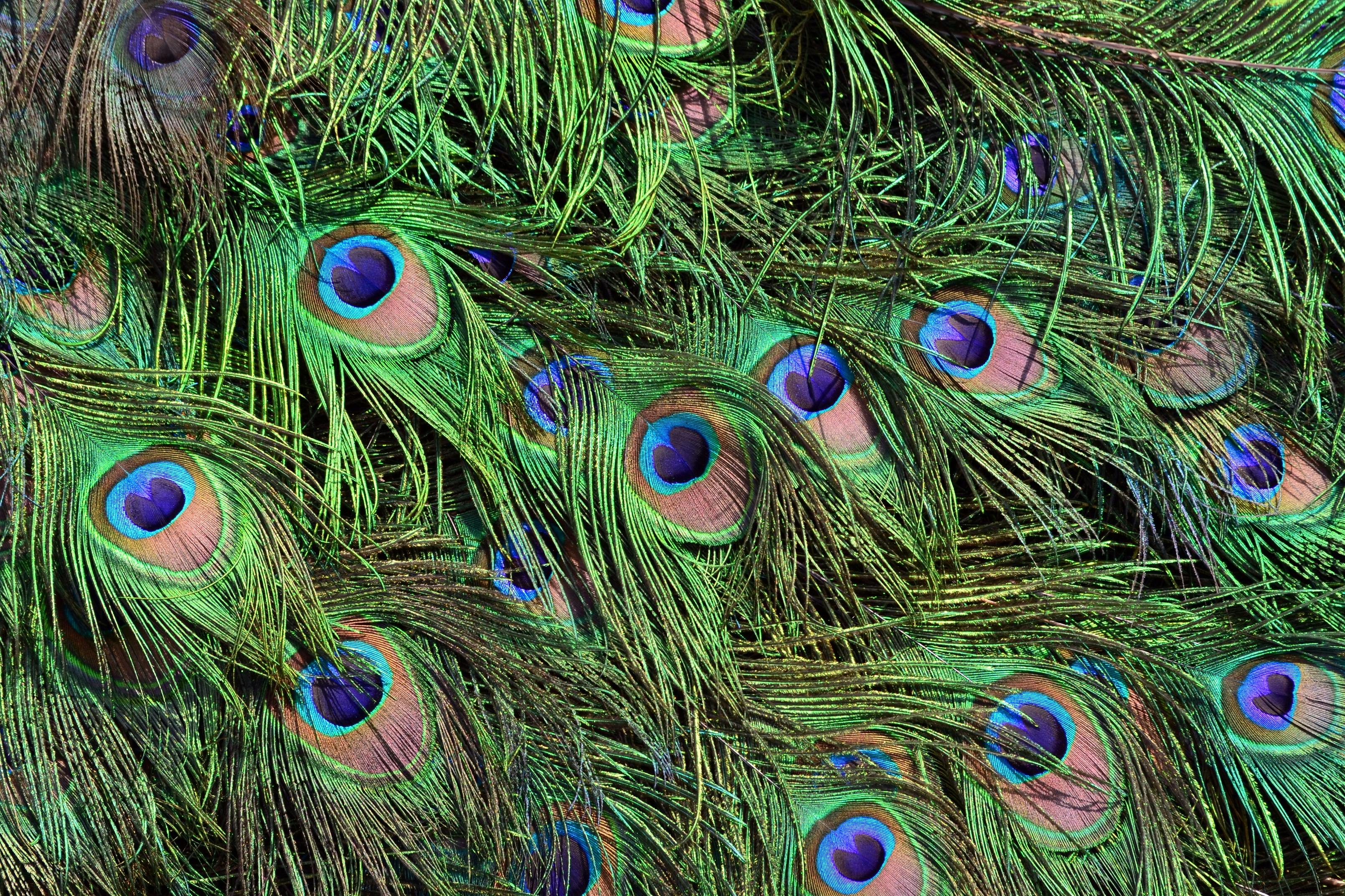 gratis Gedetailleerde weergave van kleurrijke pauwenveren met natuurlijke iriserende kleuren en ingewikkelde patronen. Stockfoto