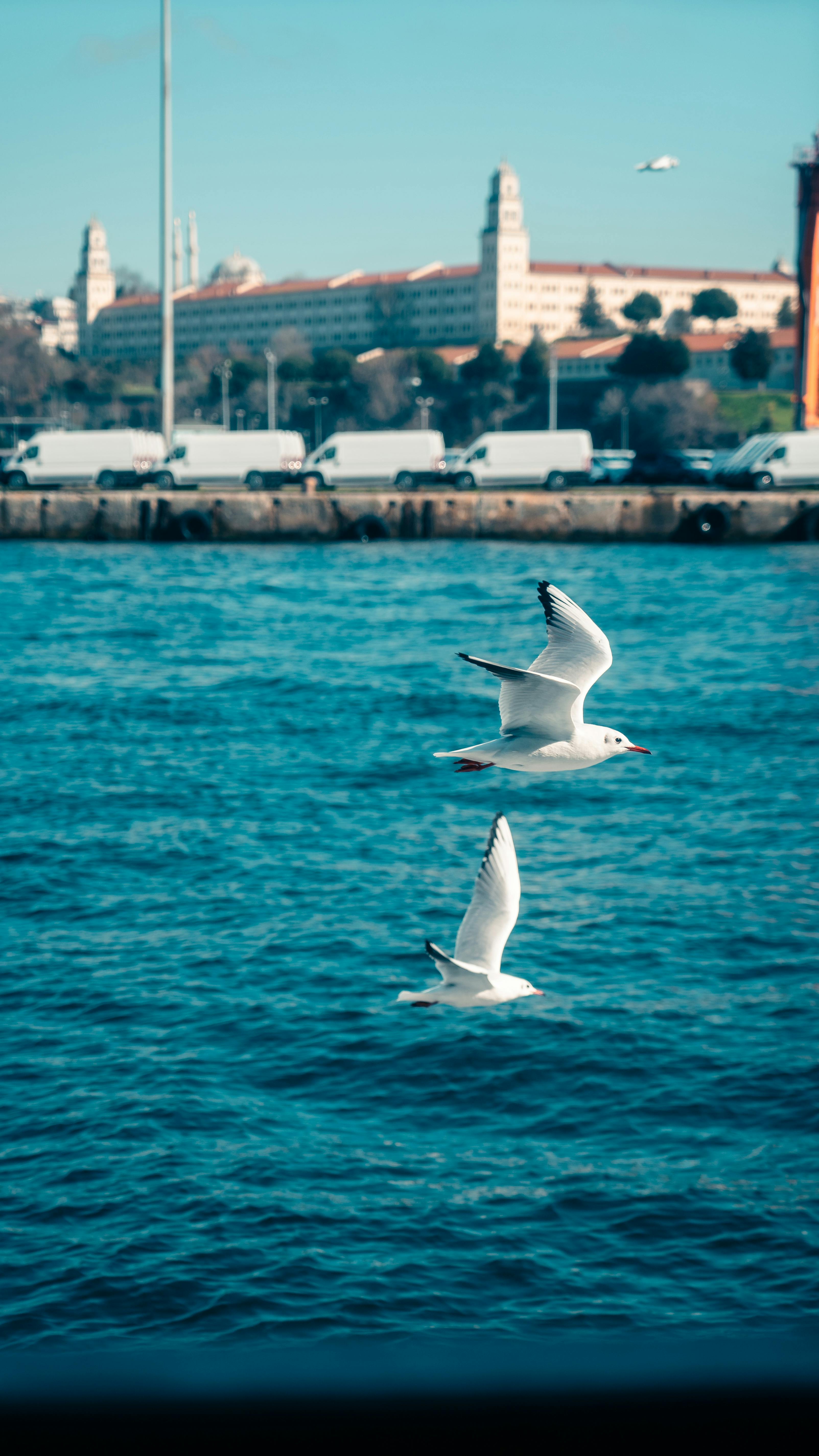 ฟรี นกนางนวลสองตัวโบยบินอย่างสง่างามเหนือผืนน้ำสีฟ้าใกล้ริมน้ำของเมือง คลังภาพถ่าย