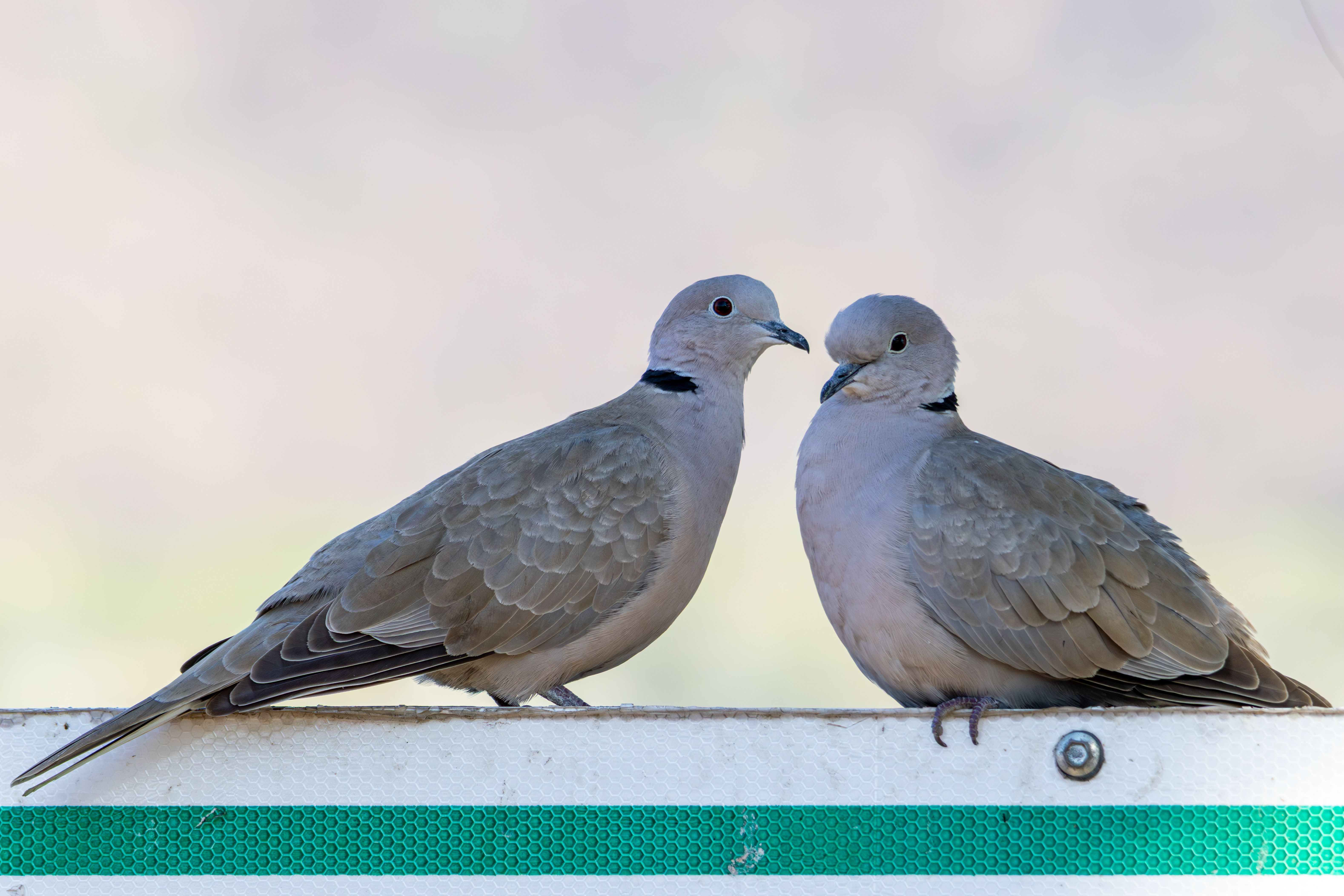 Two Eurasian collared doves perched close together on a railing, symbolizing togetherness and peace.