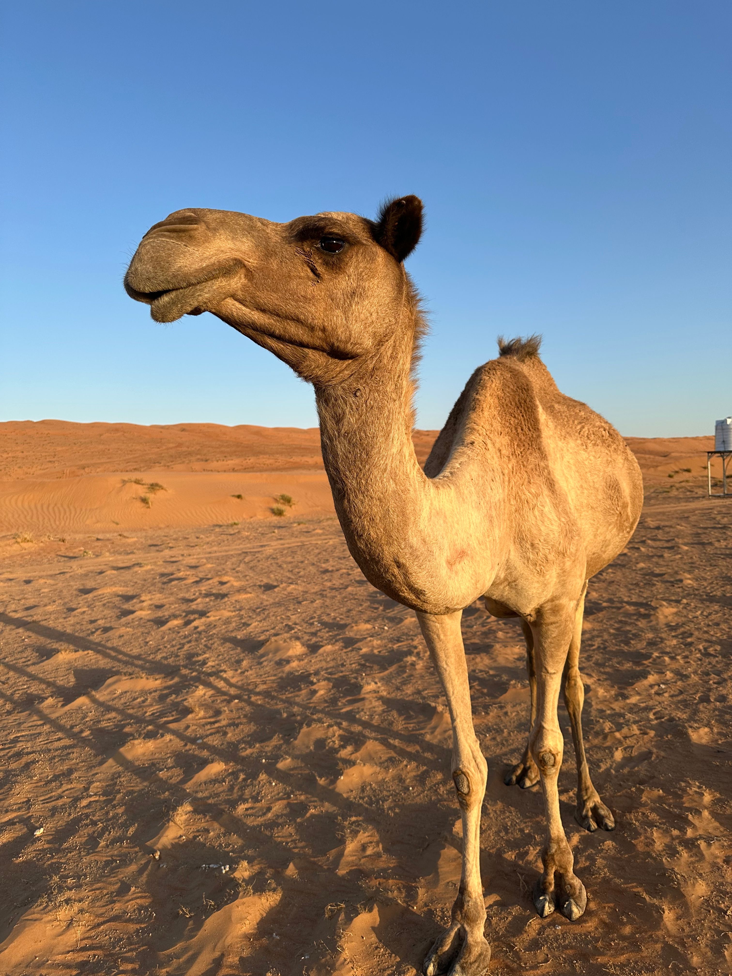 A camel stands in the stunning Ibra desert of Oman during daylight.