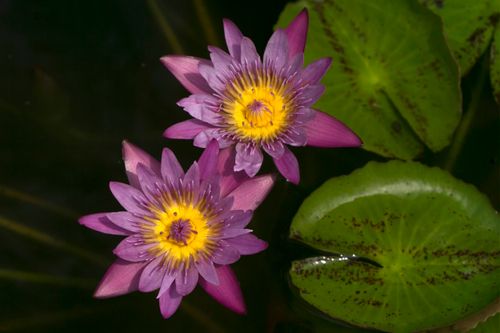 Free Purple water lilies with vibrant yellow centers floating on a pond with green leaves. Stock Photo