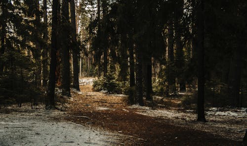 Fotografía De Paisaje De árboles Forestales