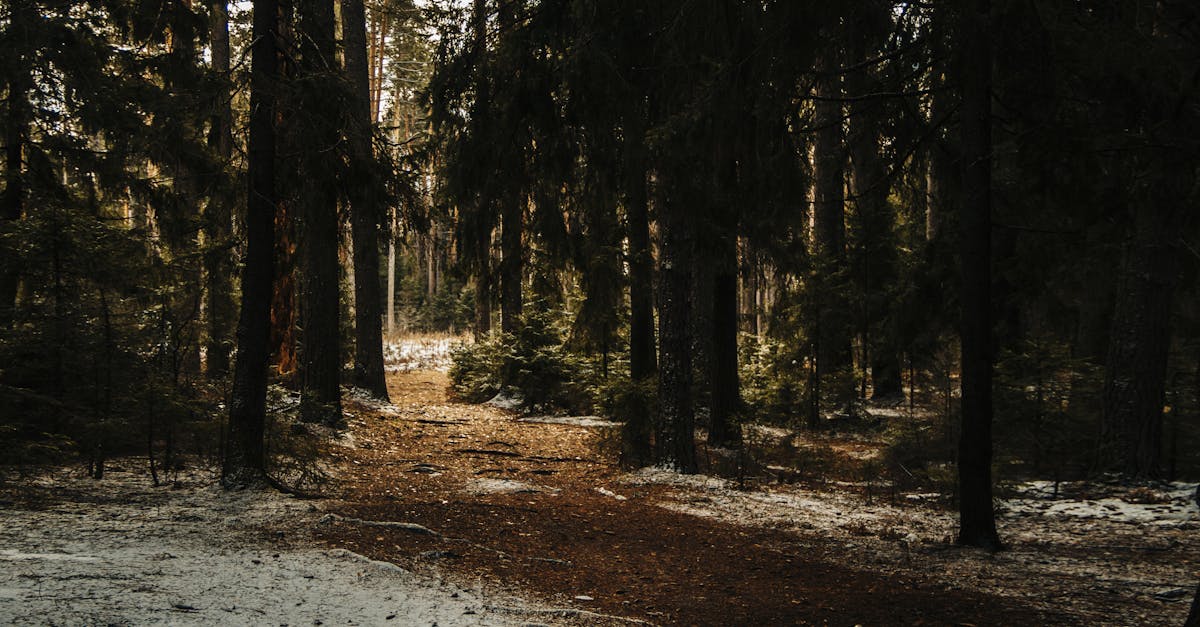 Free stock photo of forest, grow, nature