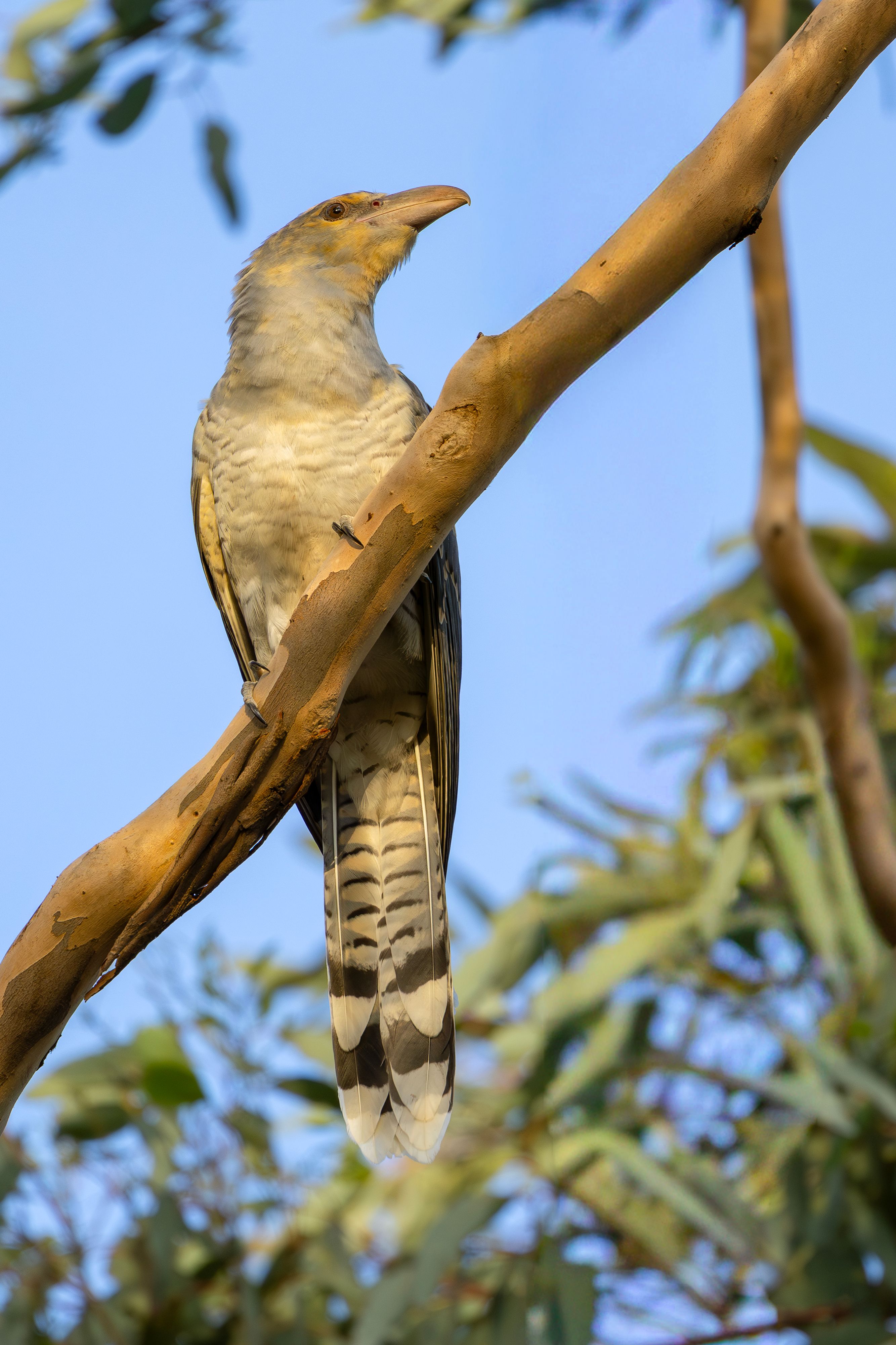 Australian Pied Currawong in Eucalyptus Tree · Free Stock Photo