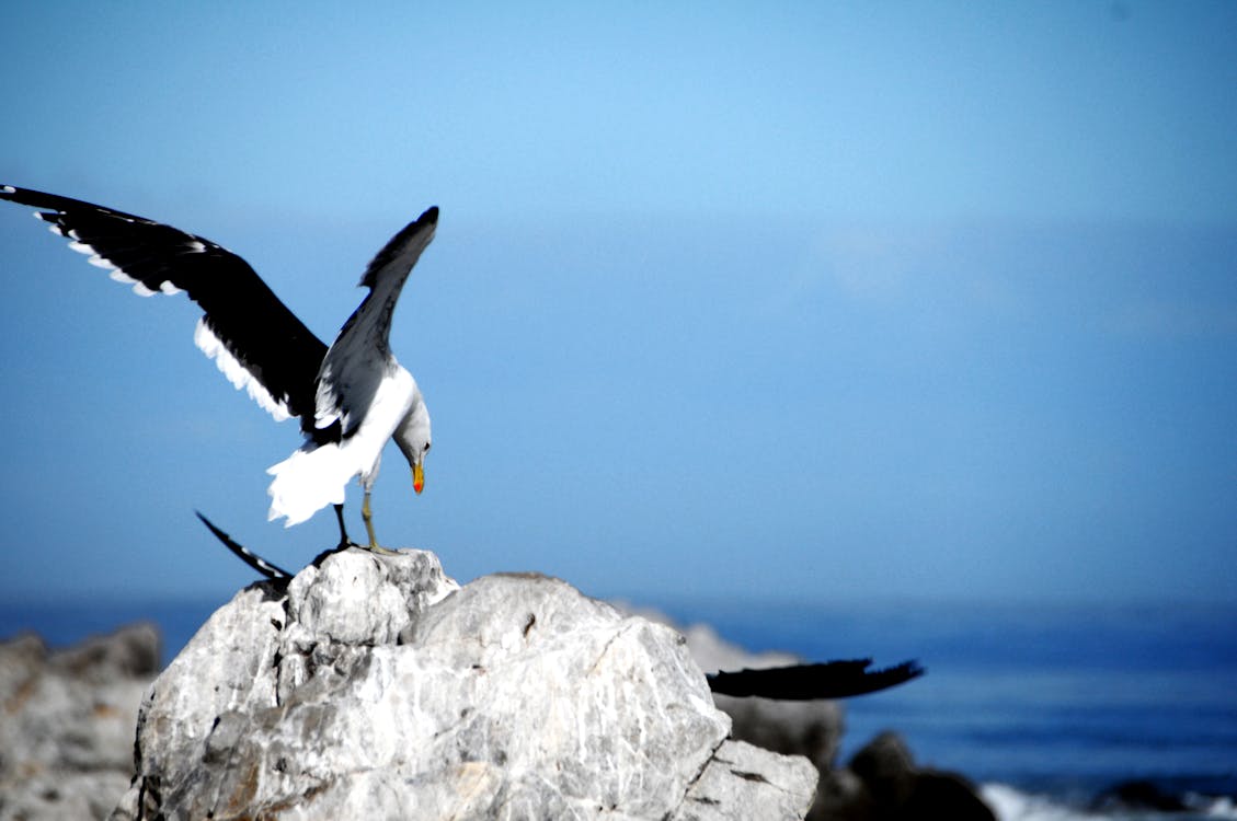 ฟรี คลังภาพถ่ายฟรี ของ นกนางนวล, น้ำสีฟ้า, หิน คลังภาพถ่าย