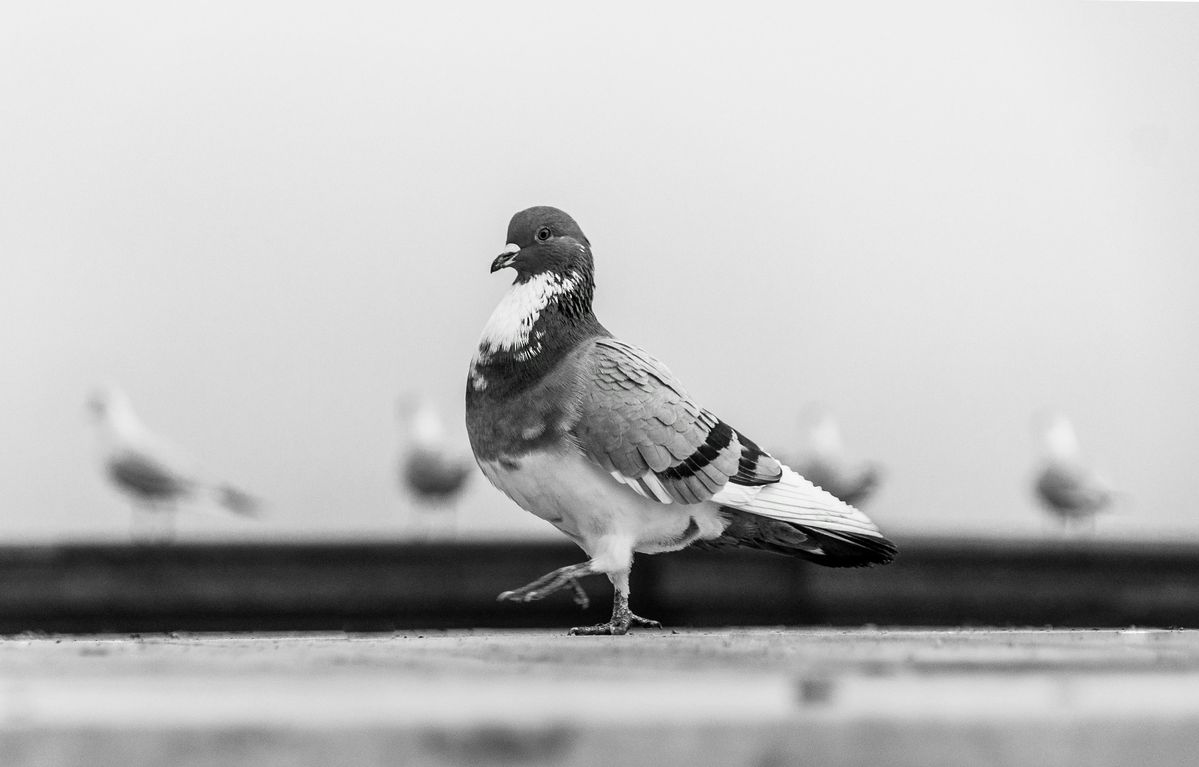 Gratis Monokromt foto af en due, der går med slørede måger i baggrunden, indfanger byens dyreliv. Lagerfoto