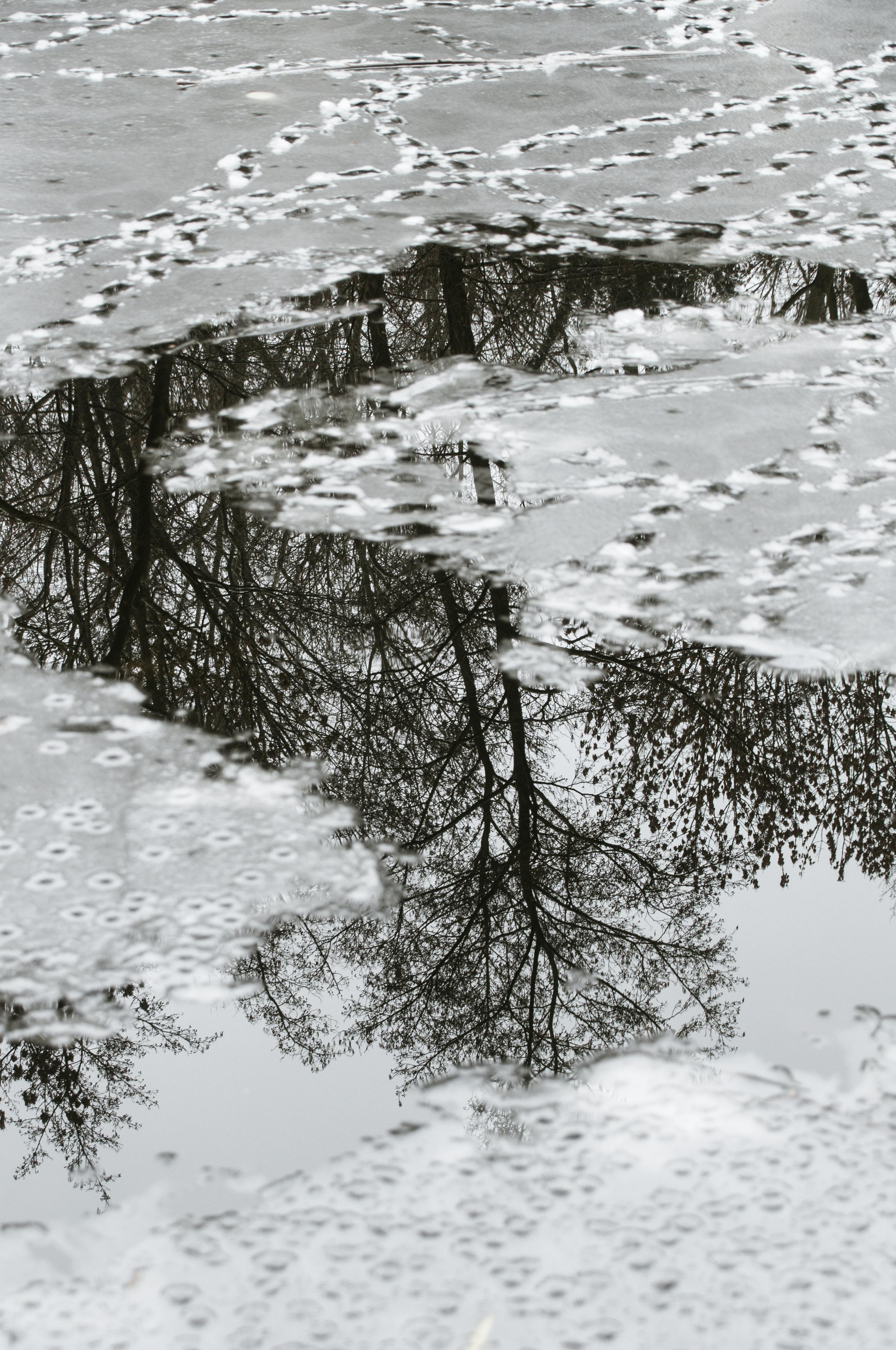 ฟรี เงาสะท้อนของต้นไม้บนน้ำแข็งที่แข็งตัวบางส่วน สร้างภาพทิวทัศน์ฤดูหนาวอันสงบเงียบ คลังภาพถ่าย