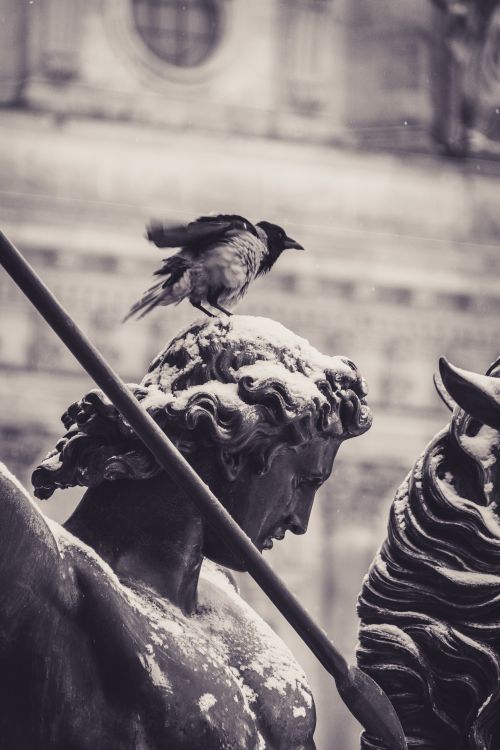Free A crow perched on a classical statue, captured in black and white for an urban art vibe. Stock Photo