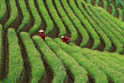 Two farmers tending to vibrant green terraced fields in a picturesque rural setting.