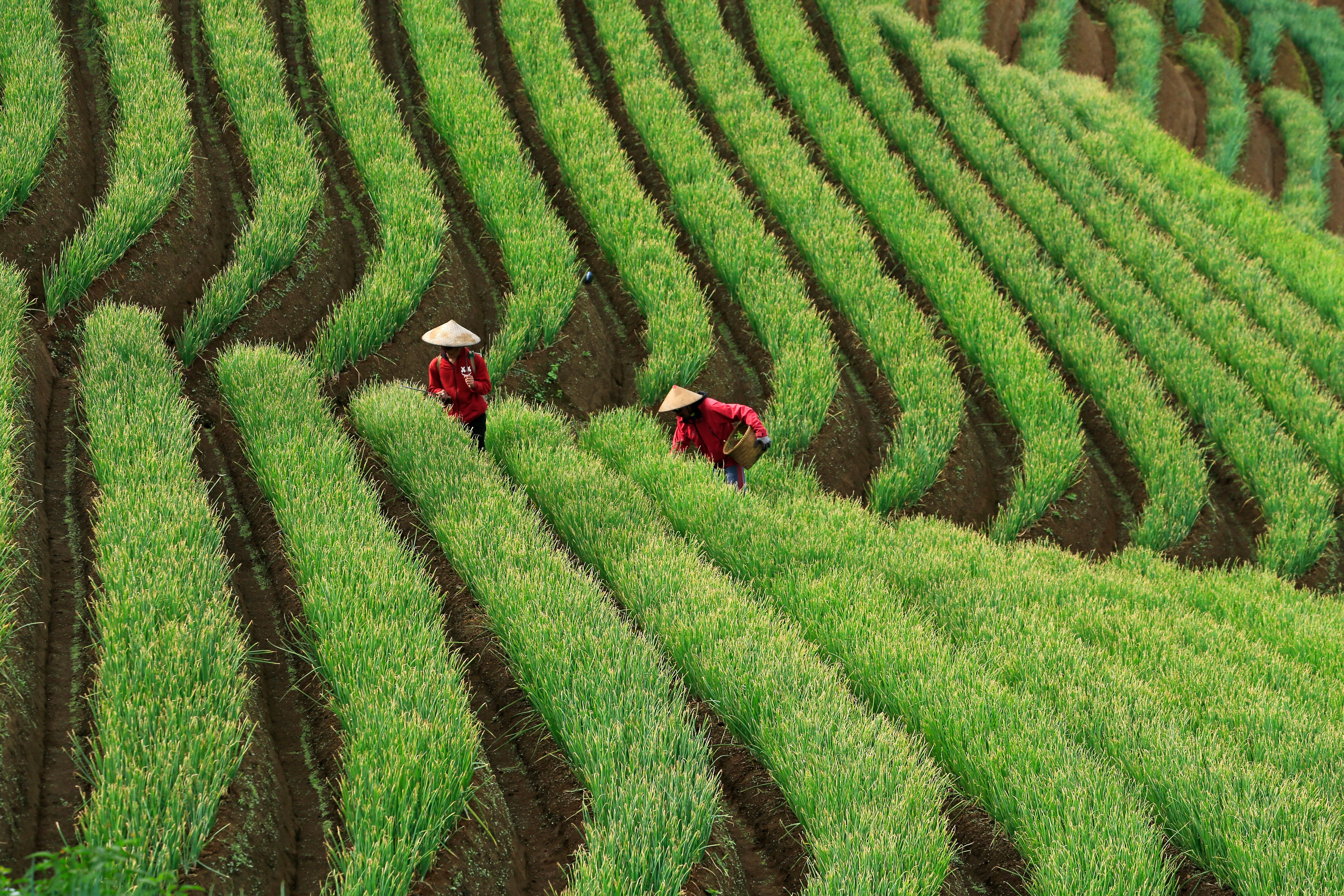 Farmers Working in Lush Green Terraced Fields · Free Stock Photo