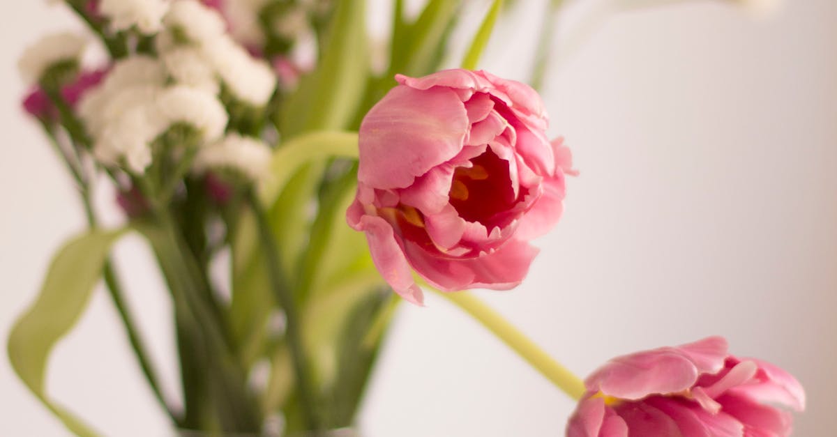 Free stock photo of Pink Tulips