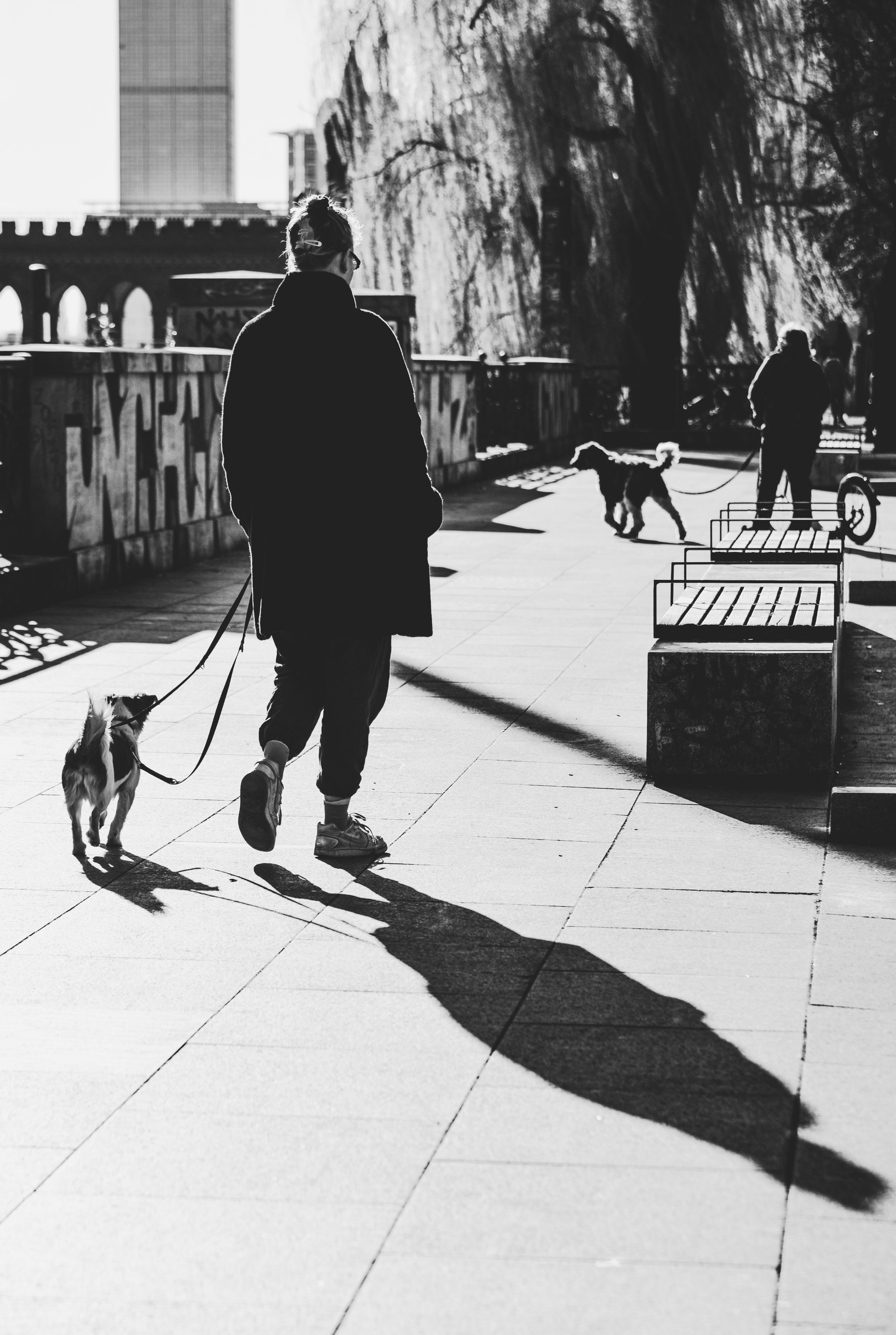 Dog on a leash walking along a busy city street