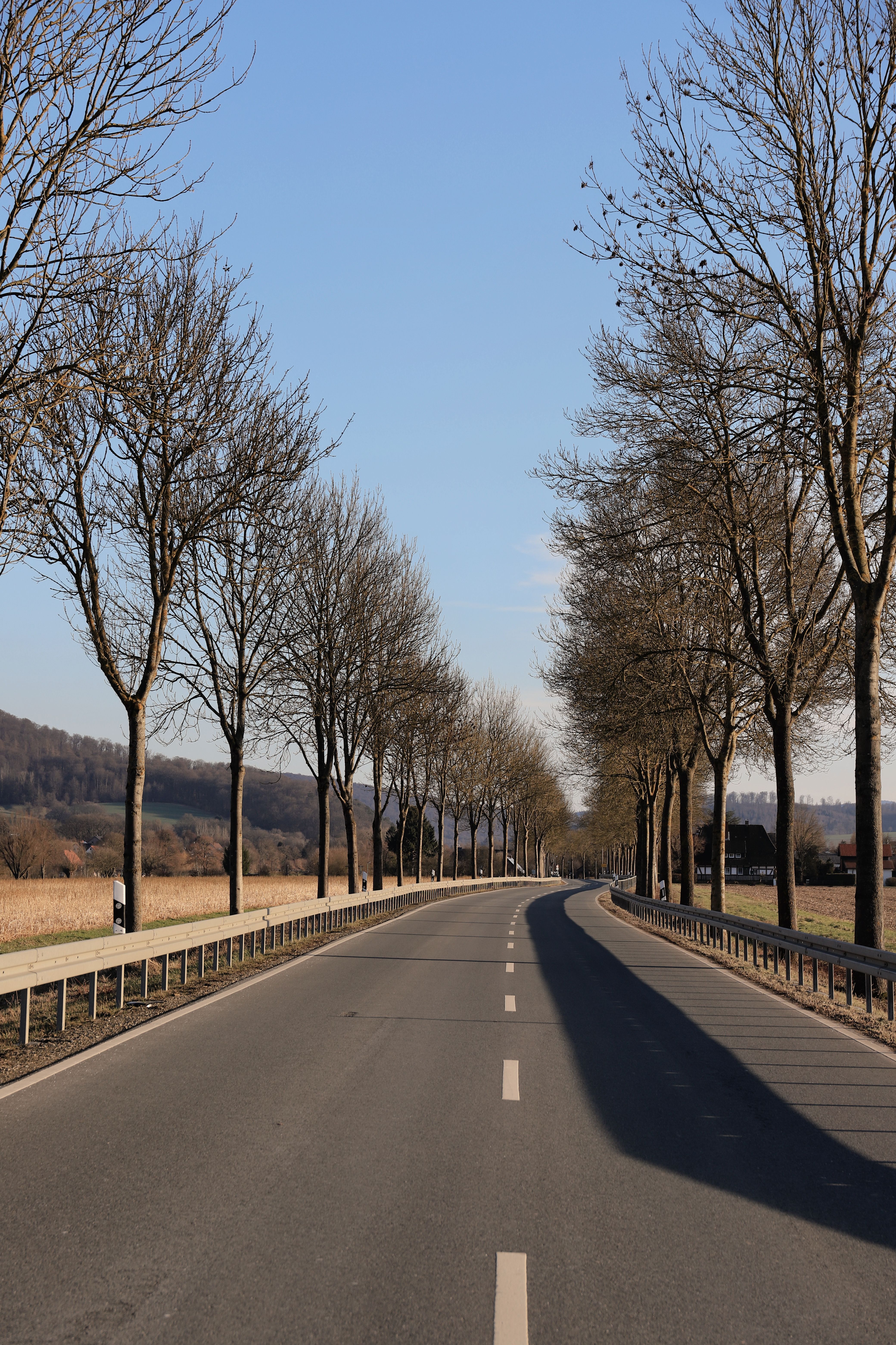 Scenic Winter Road Lined with Bare Trees · Free Stock Photo
