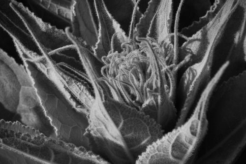 Free Dramatic black and white macro shot showcasing intricate leaf textures and patterns. Stock Photo