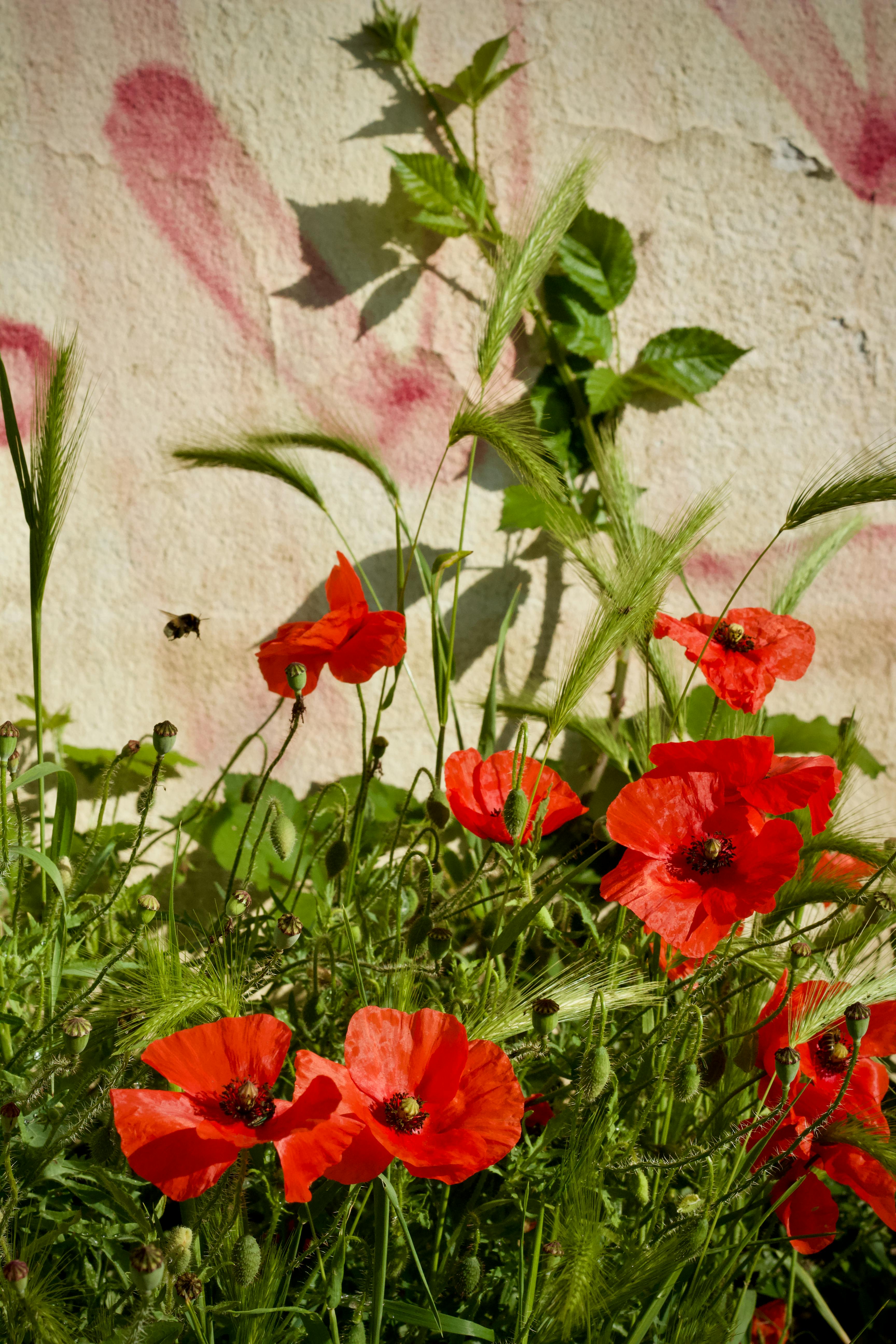bezplatná Jasně červené vlčí máky zářivě kvetou na zdi pokryté graffiti a poblíž bzučí včela. Základová fotografie
