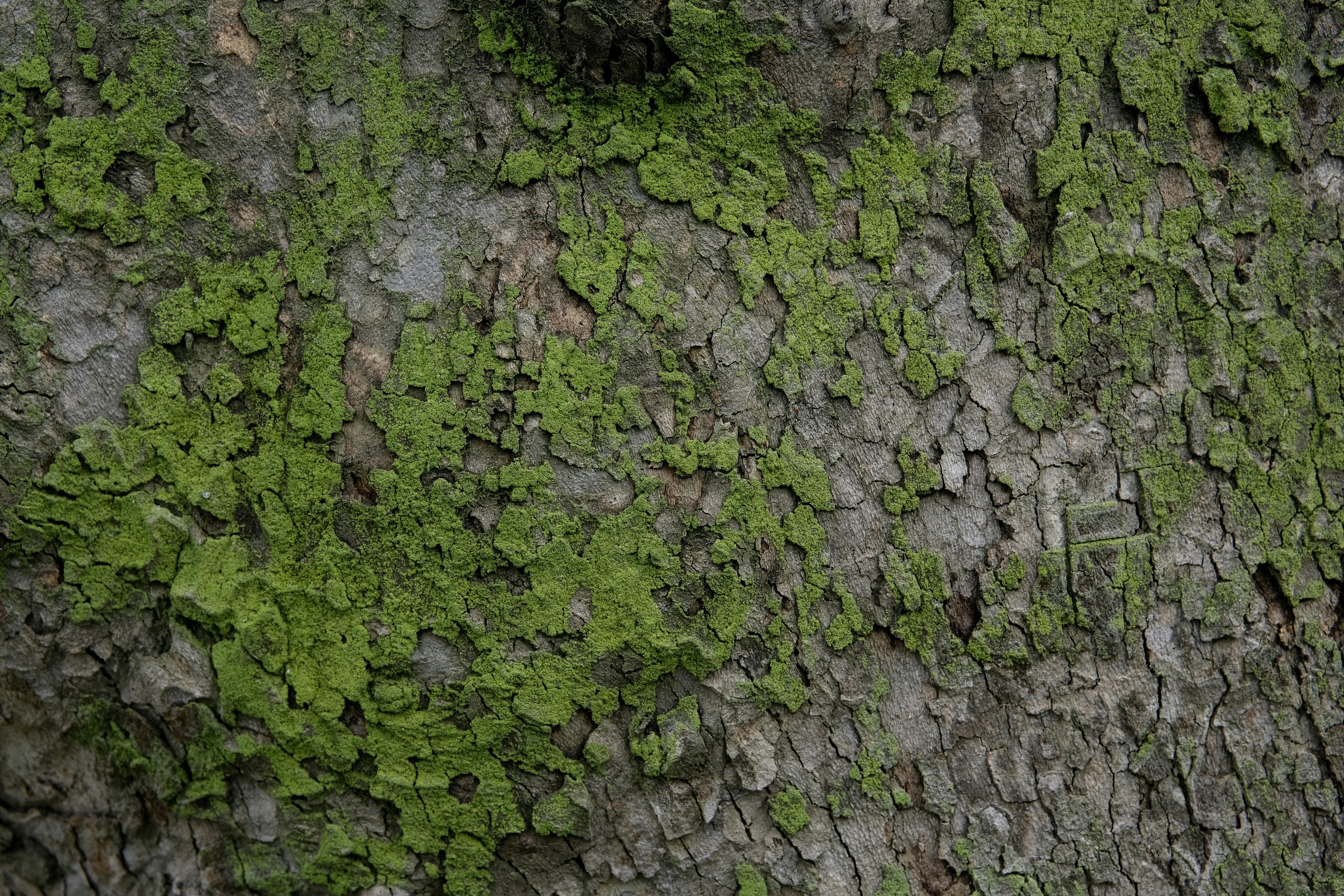 Gratuit Vedere detaliată a scoarței de copac acoperite cu mușchi verde, prezentând textura și modelele naturale. Fotografie de stoc