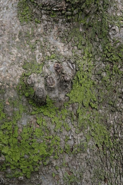 Free Textured tree bark with green moss, highlighting natural patterns and detail. Stock Photo