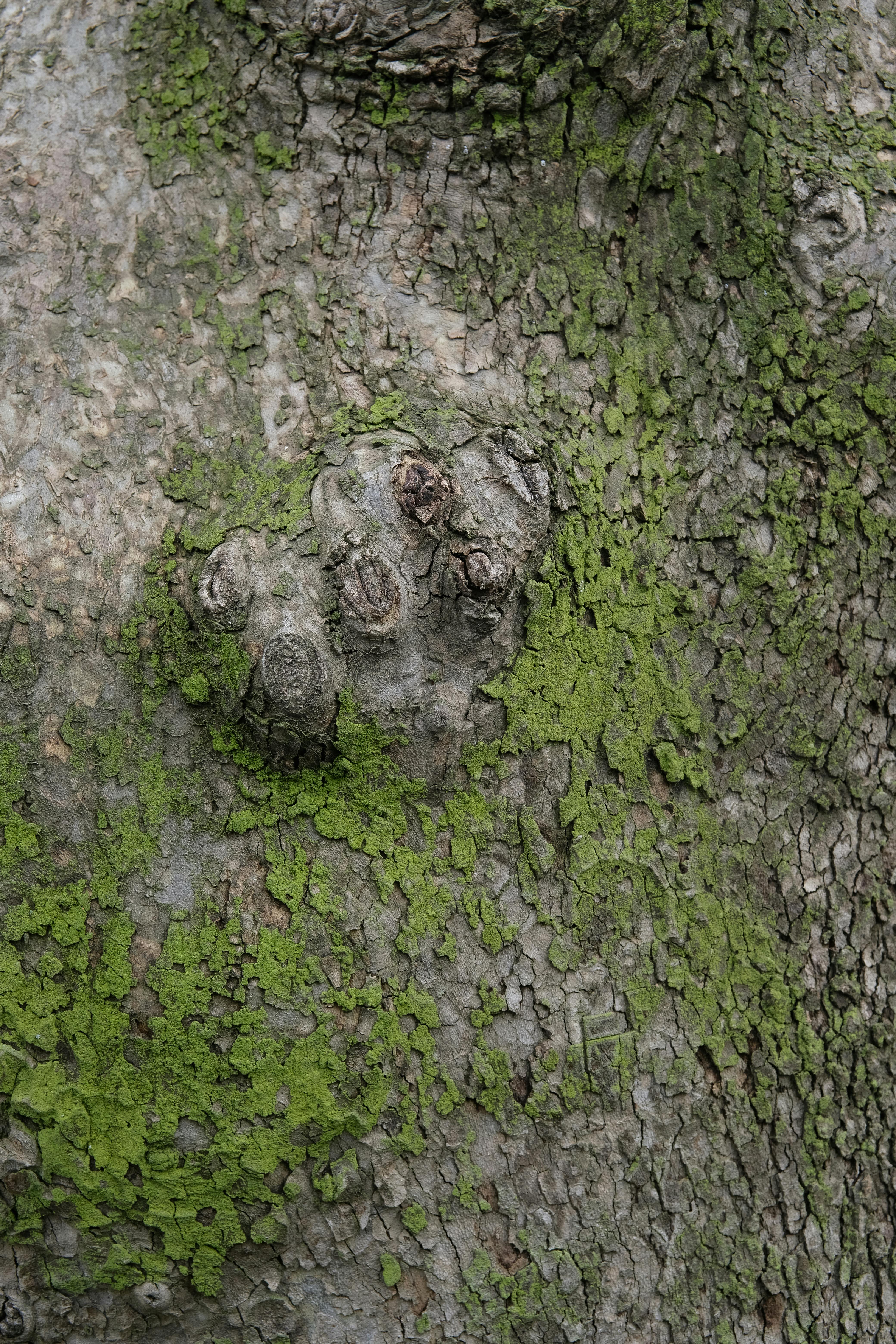 common:alt.prefix Teksturoitu puunkuori vihreällä sammalella, joka korostaa luonnollisia kuvioita ja yksityiskohtia. common:alt.postfix