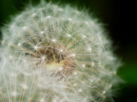 Detailed macro shot of a dandelion seed head against a lush green background.