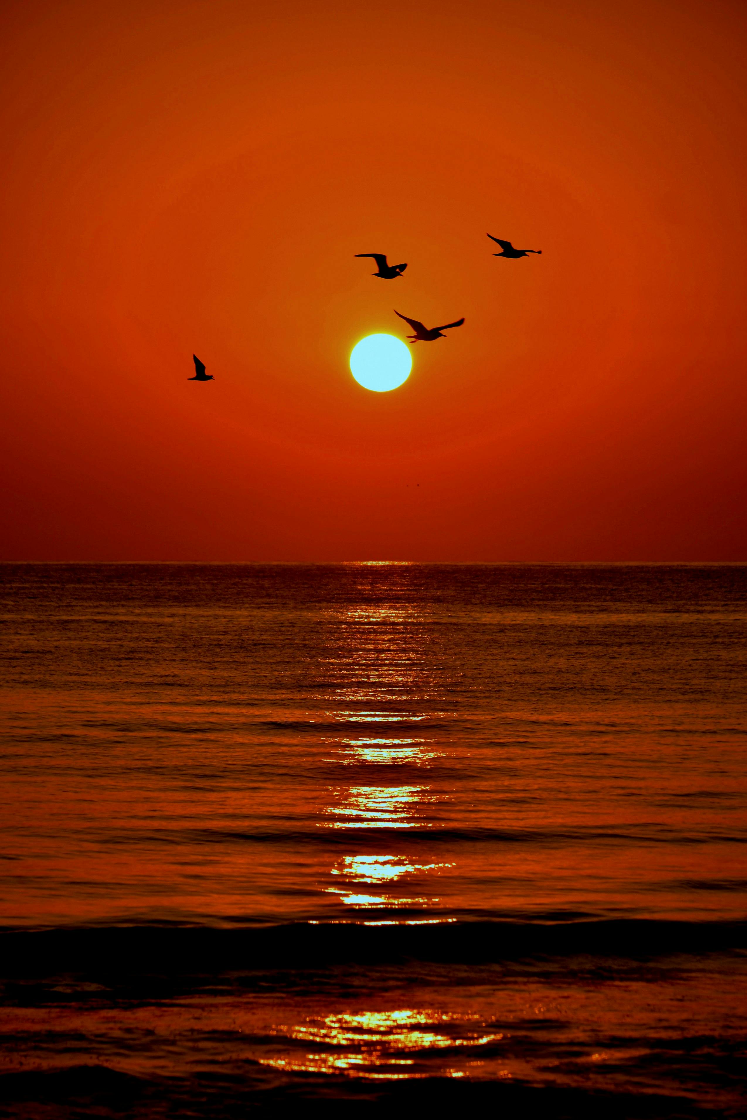 Gratis Provate la serenità osservando gli uccelli volare sull'oceano di As Sifah all'alba. Foto a disposizione