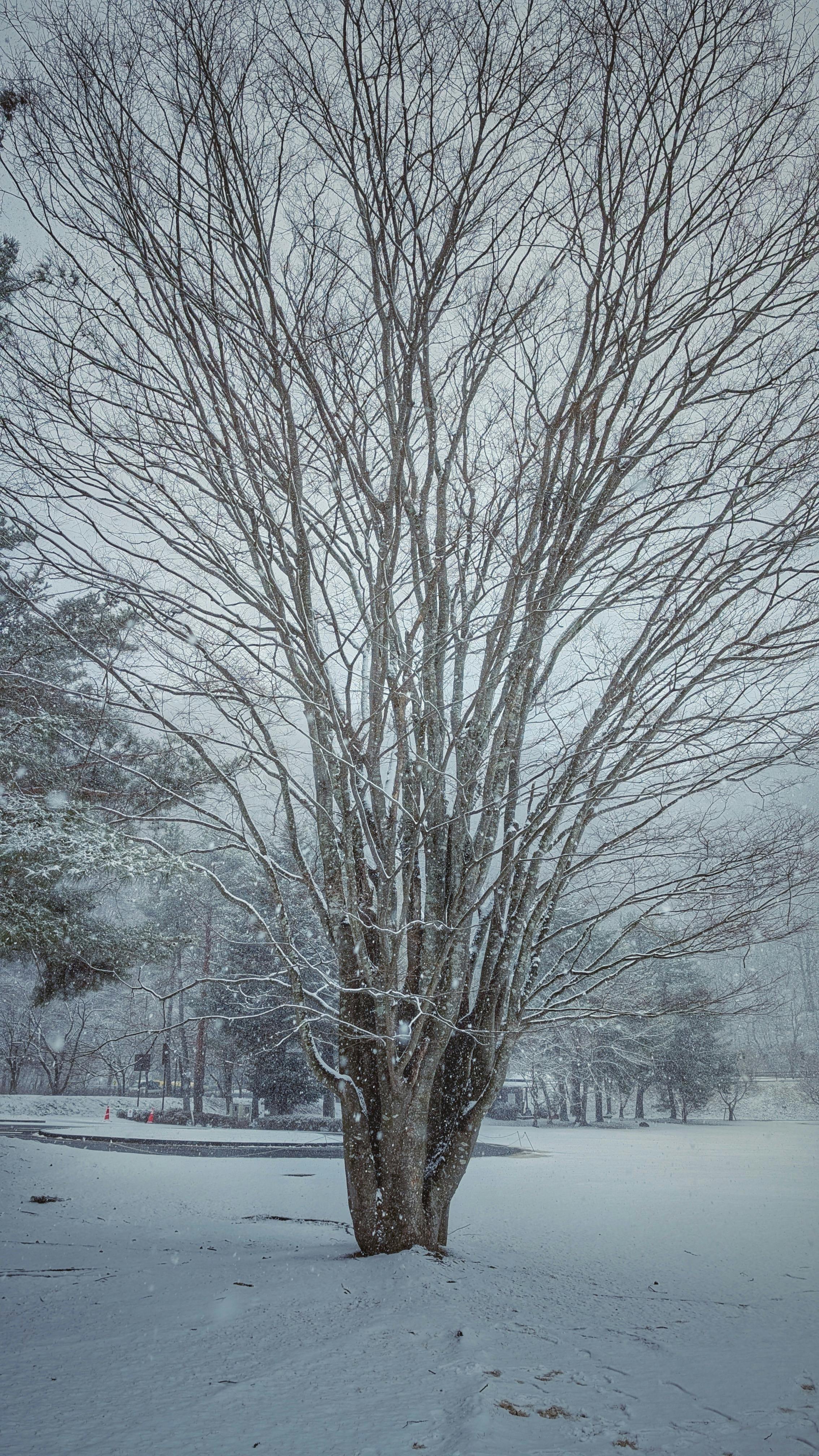 bezplatná Klidná zasněžená krajina s holými stromy ve Fudžikavagučiku v Japonsku. Základová fotografie
