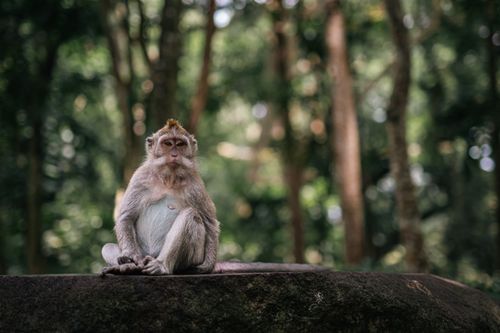 Free A serene Bali long-tailed macaque (Macaca fascicularis) sits on a rock in a lush tropical forest. Stock Photo