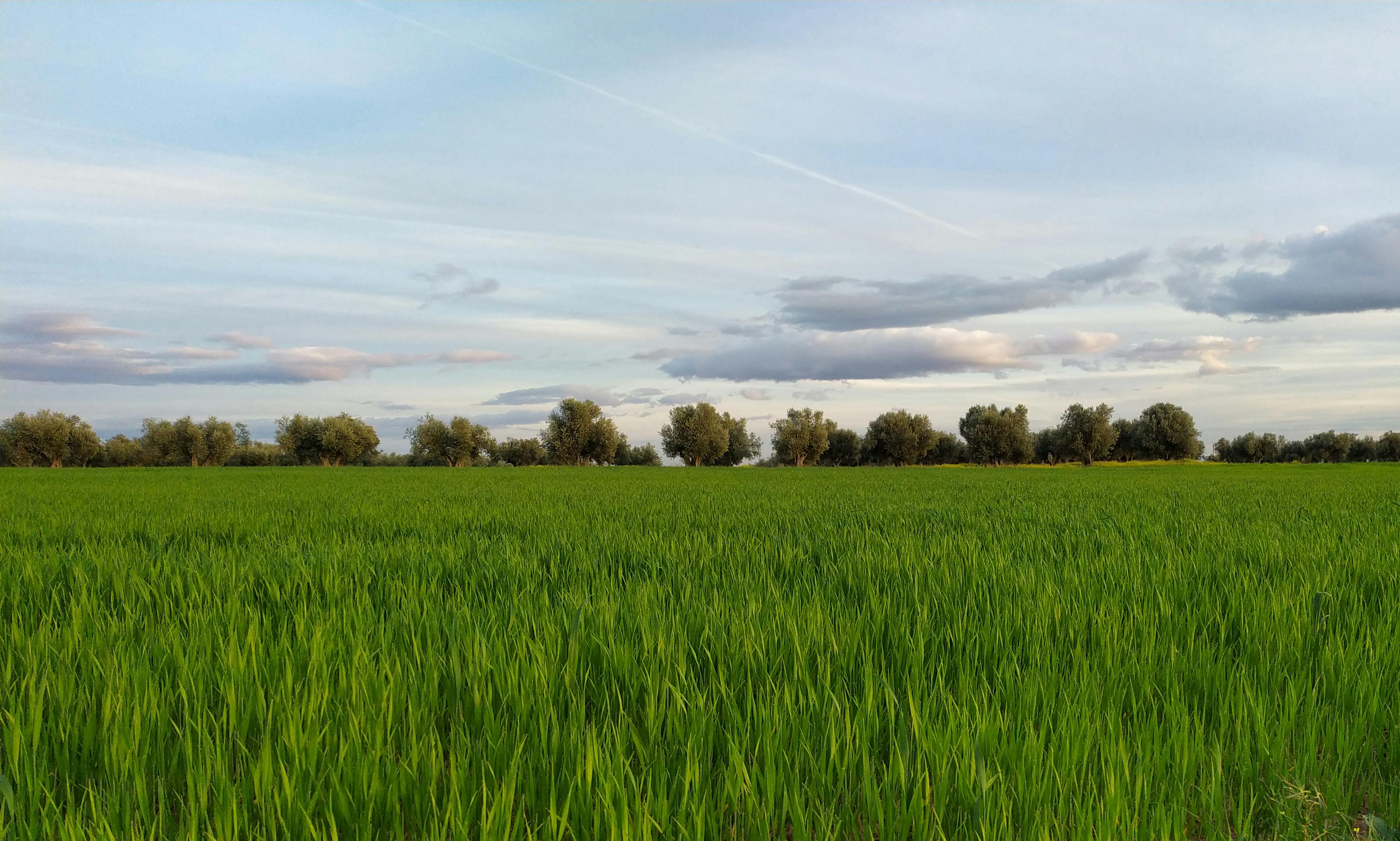 bezplatná Zářivě zelené pole se stromy a zamračená obloha v Illescas ve Španělsku, zachycené během dne. Základová fotografie