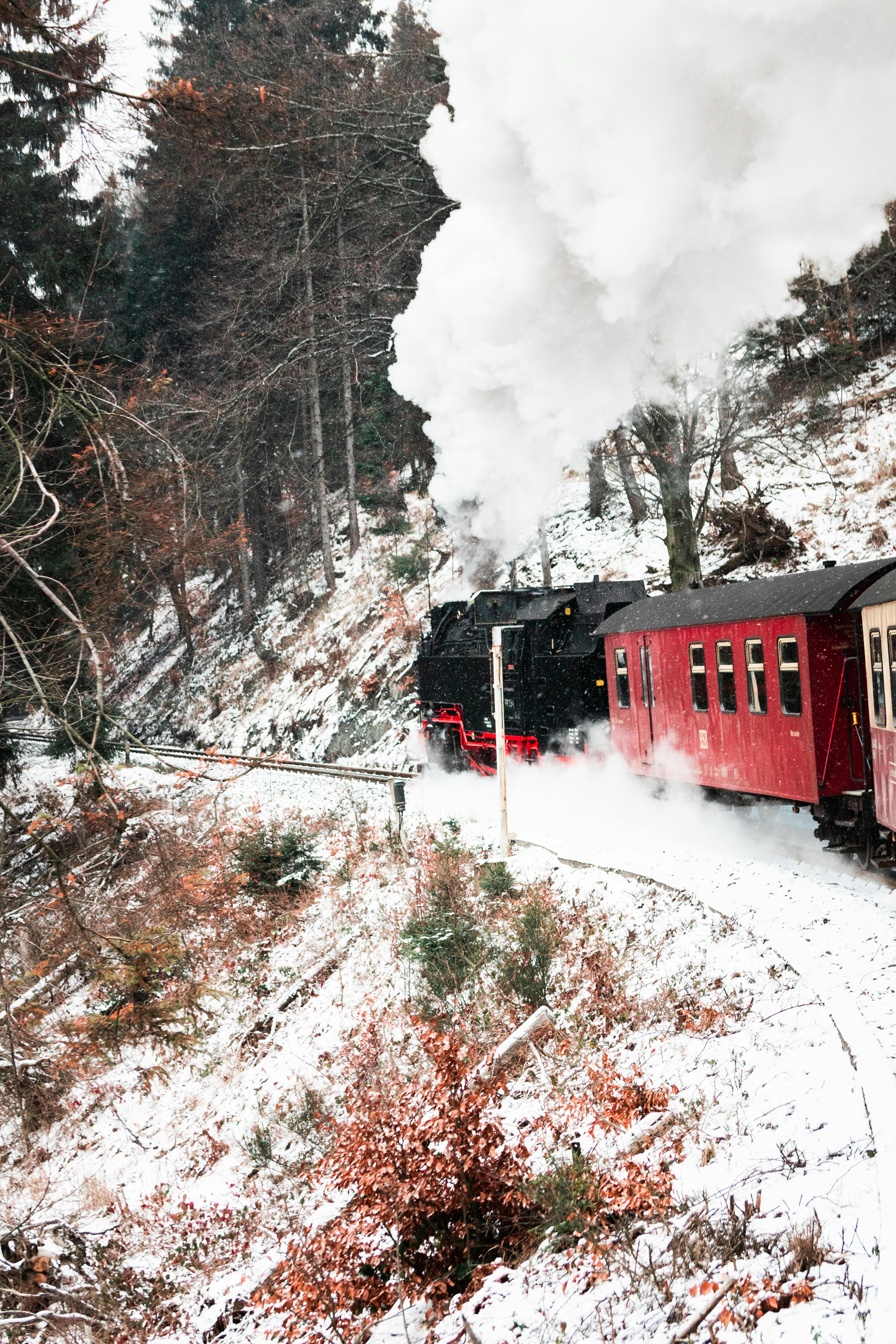 Gratis Immagine gratuita di affascinante, alberi, avventura Foto a disposizione