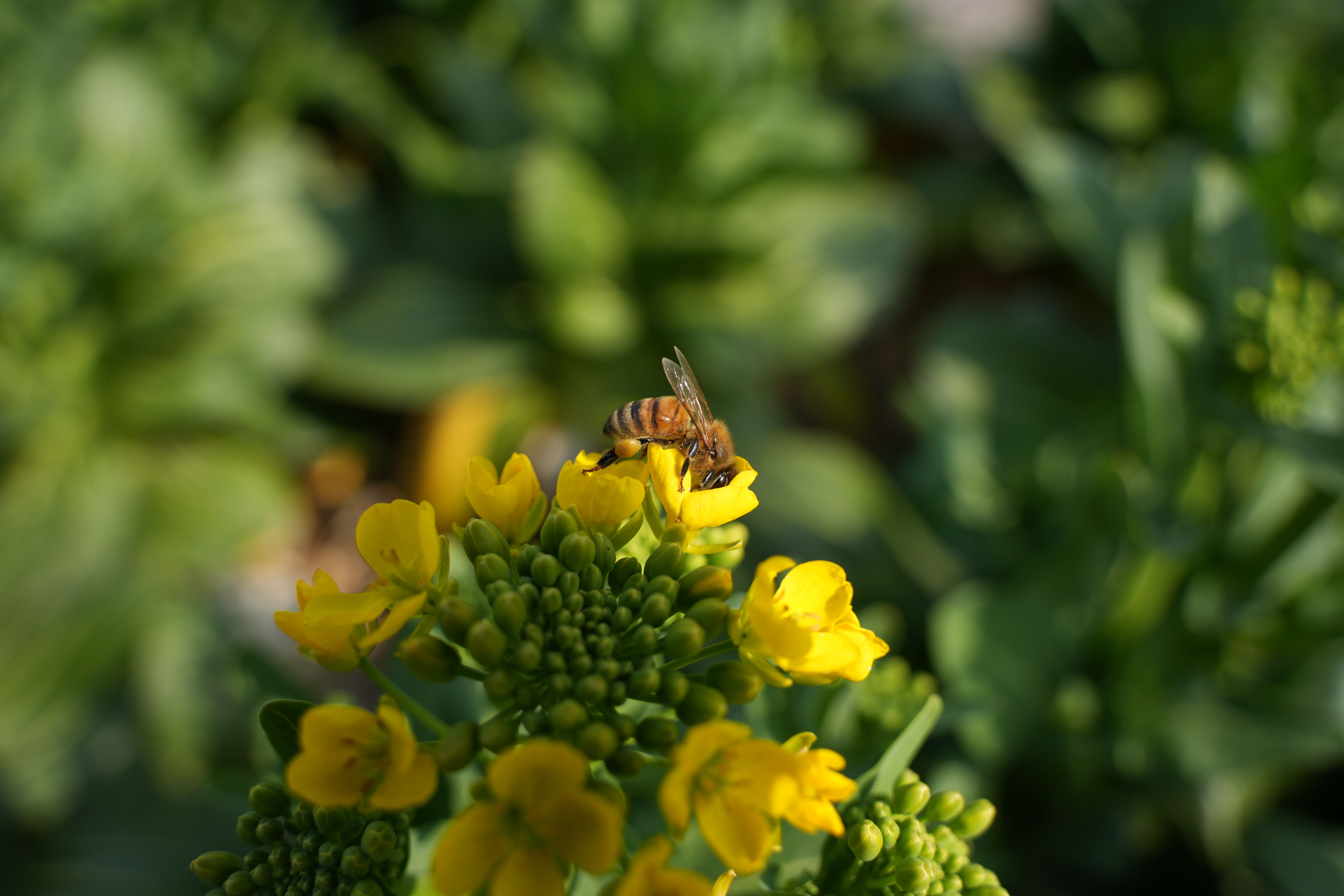 Gratuit Albină meliferă culege nectar din flori galbene vibrante într-o grădină luxuriantă. Fotografie de stoc