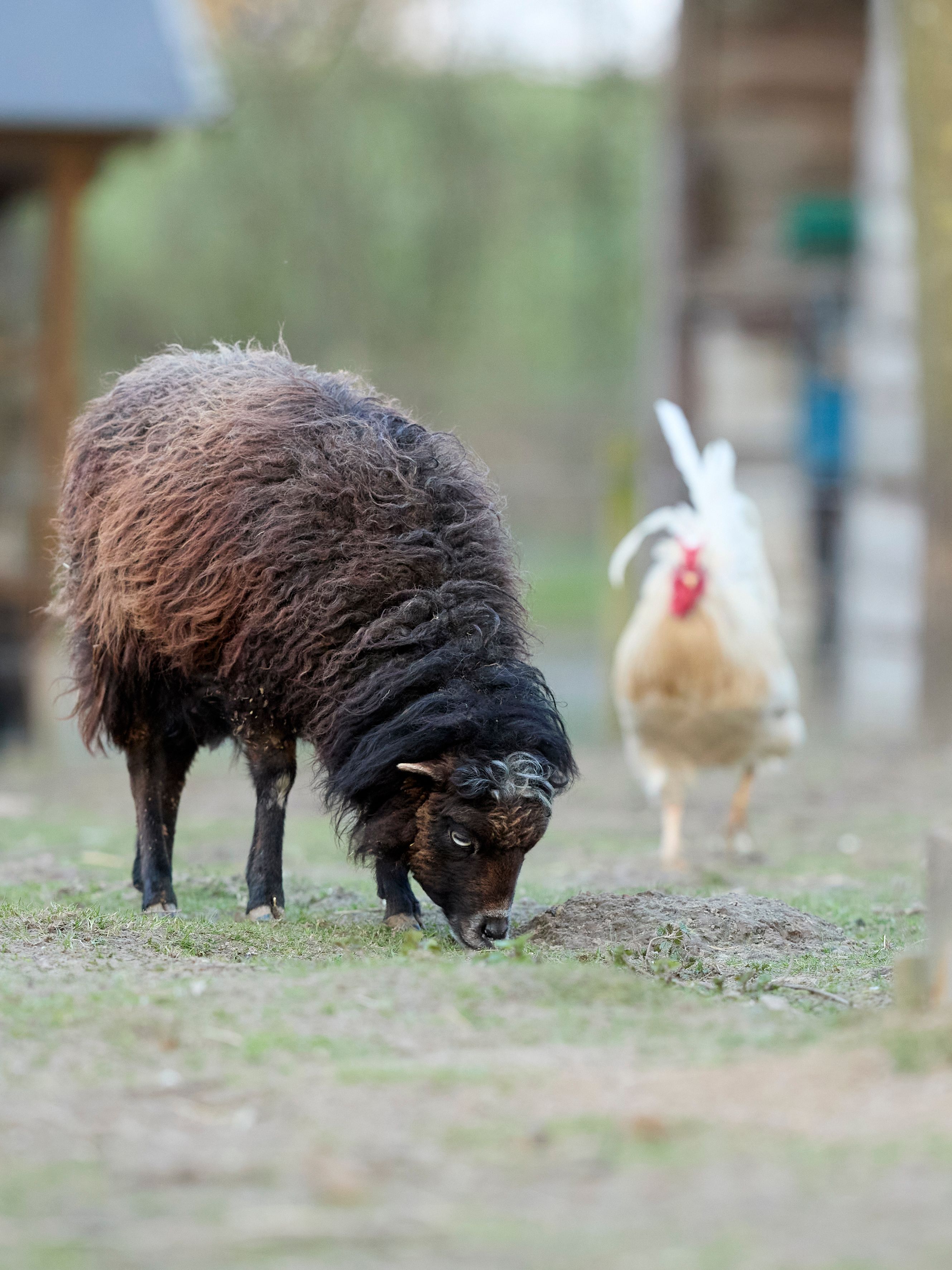 Ouessant Sheep and Chicken on a Rural Farm · Free Stock Photo