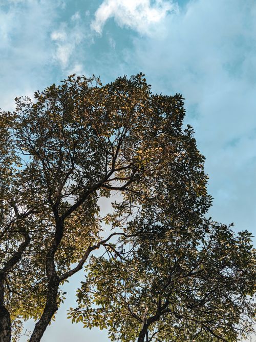 Free A serene view of a tree canopy backlit by sunlight with a clear blue sky in Belo Horizonte, Brazil. Stock Photo