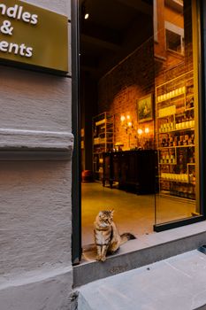 A fluffy cat sits outside a warm-lit Turkish shop showcasing items through a large window.