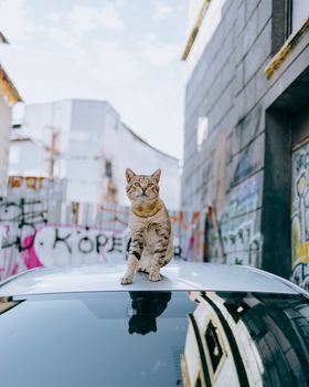 A tabby cat sits on a car roof against an urban backdrop with graffiti-covered walls.