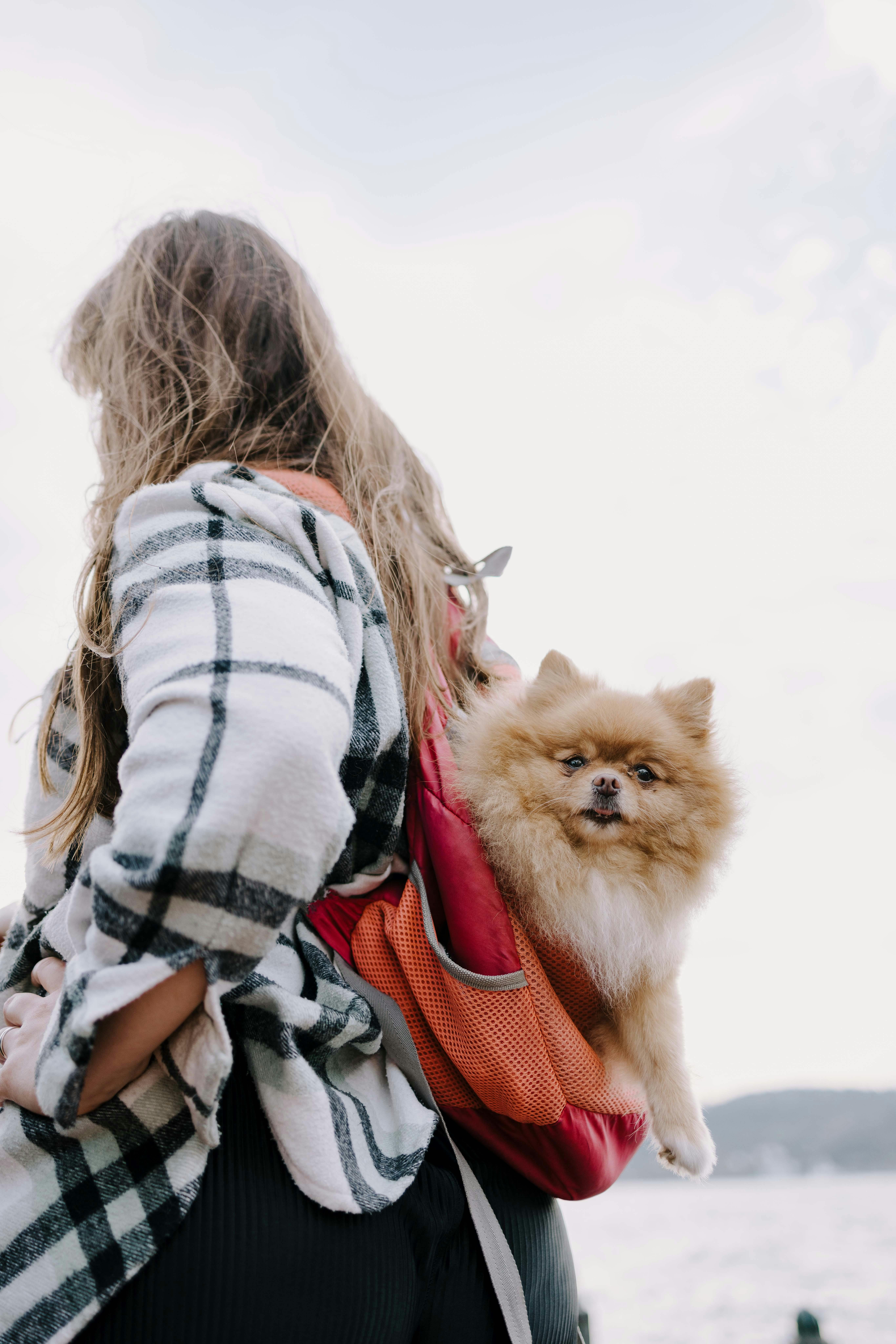 Best Dog Backpack Carriers for Hiking in 2026 – Expert Picks