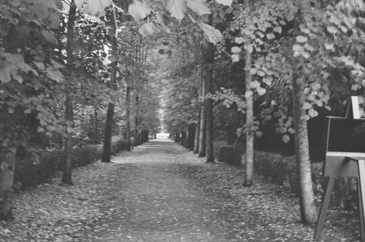 Serene black and white pathway through a quiet forest with leafy trees.
