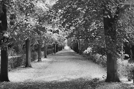 Serene black and white view of a forest path lined with tall trees.