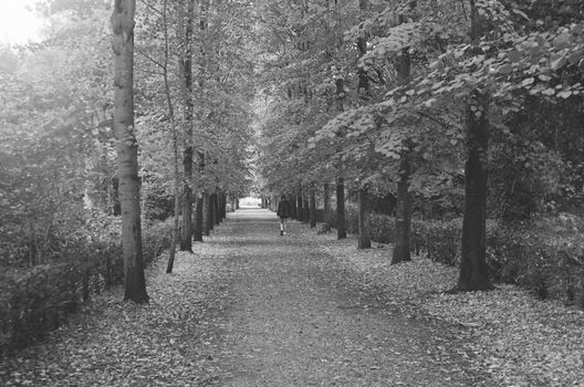 Serene black and white image of a forest pathway covered in autumn leaves.