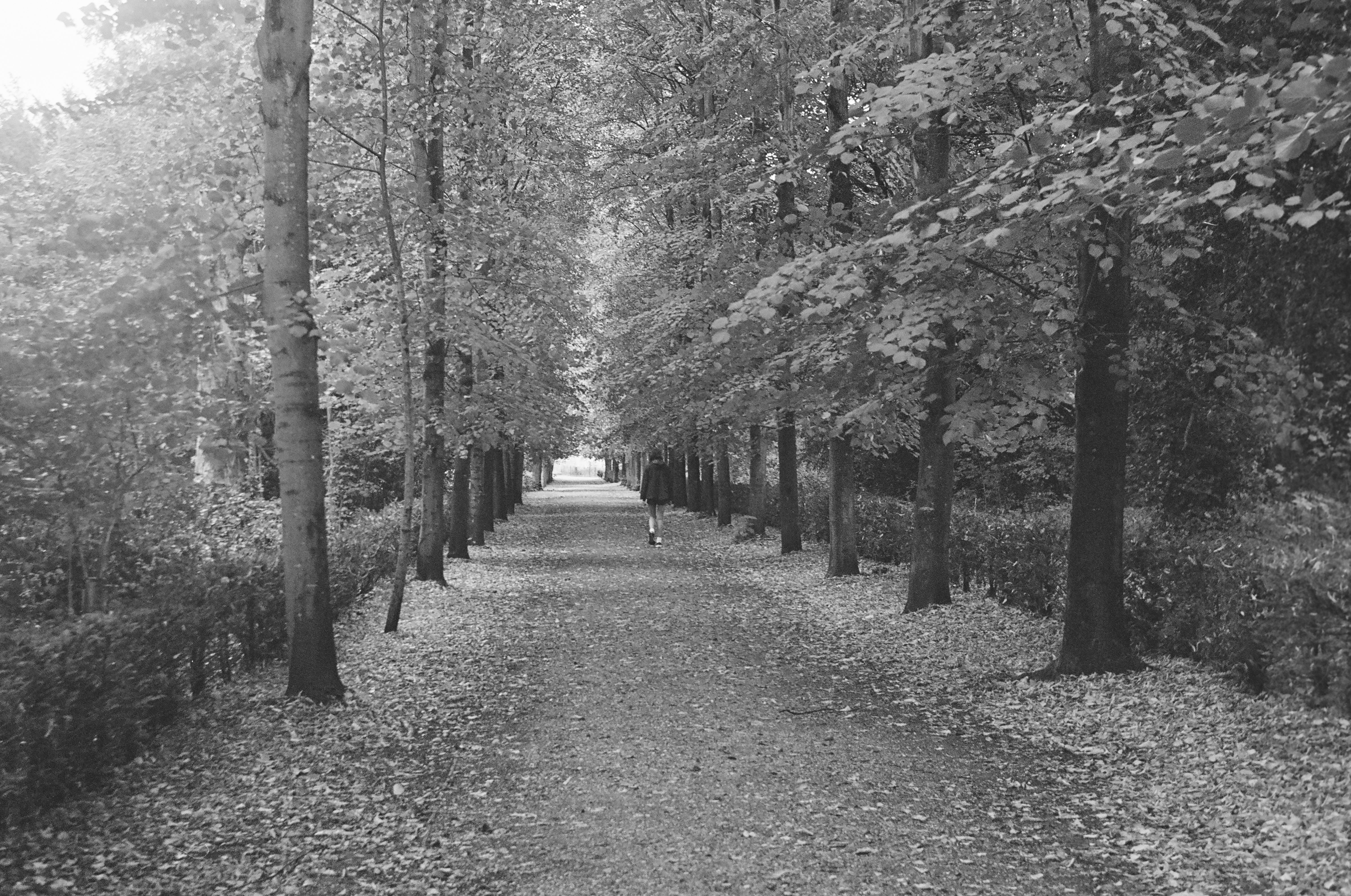 Gratis Serena immagine in bianco e nero di un sentiero nel bosco ricoperto di foglie autunnali. Foto a disposizione