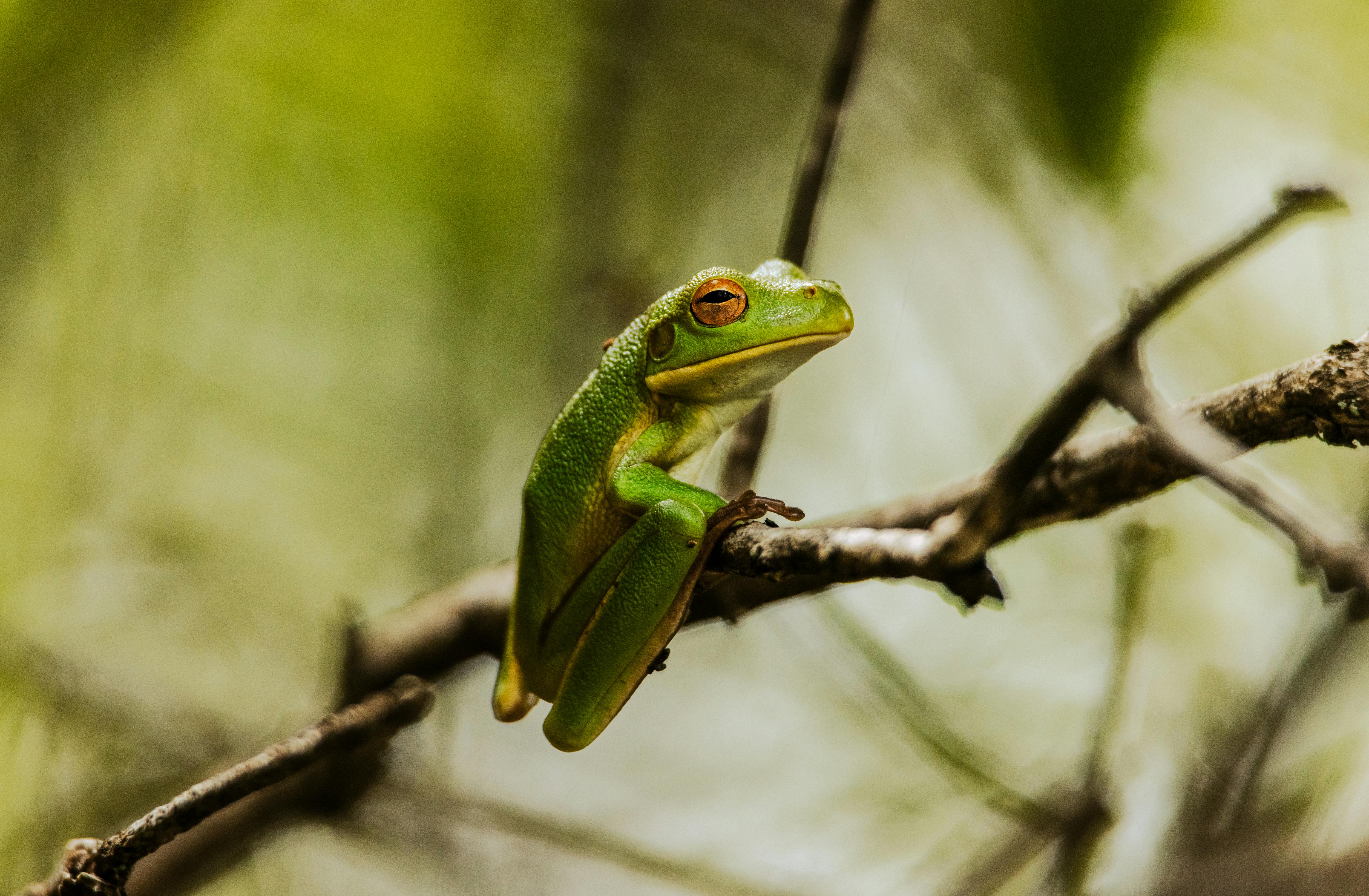 Gratis Una vivace raganella verde appollaiata su un ramo con uno sfondo naturale sfocato. Foto a disposizione