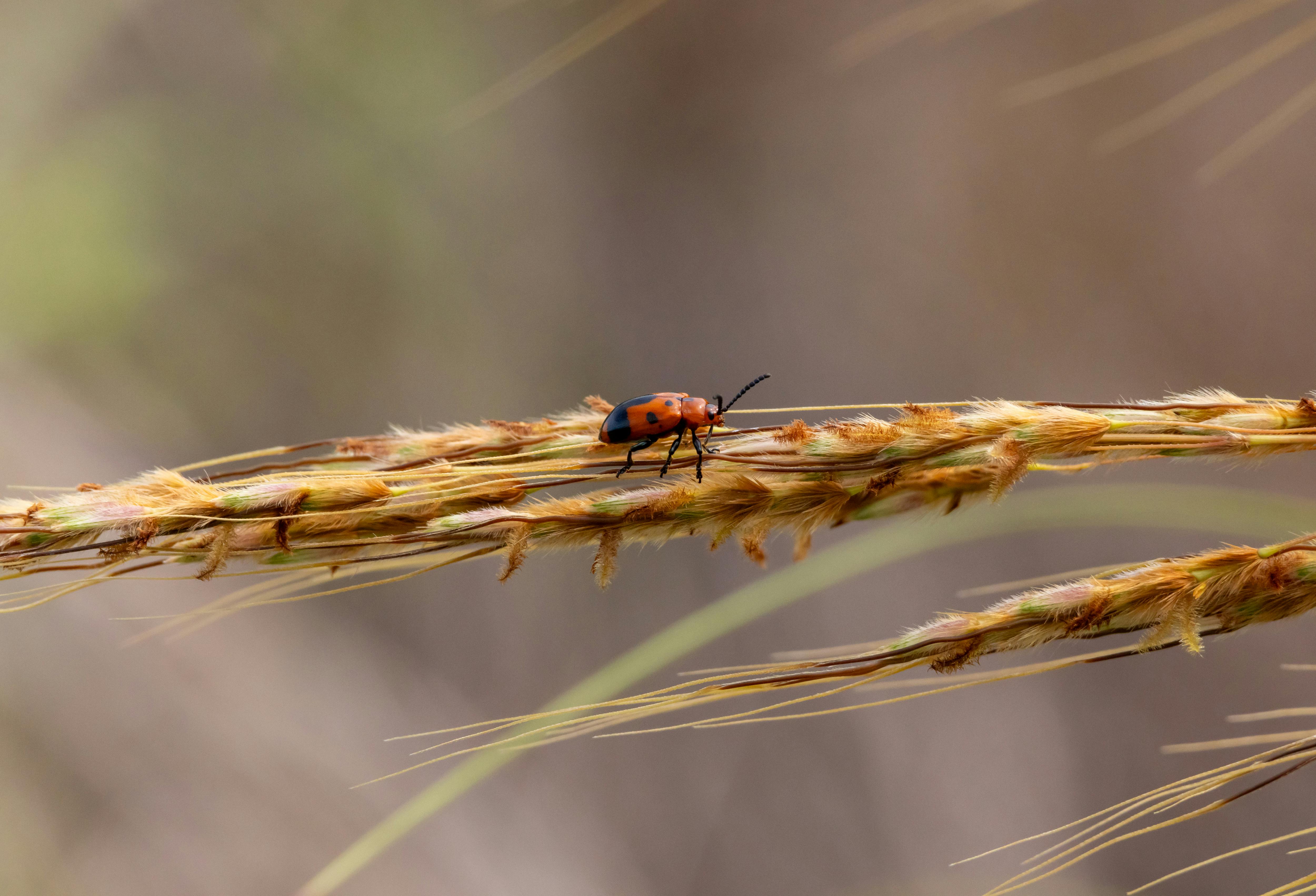 ฟรี คลังภาพถ่ายฟรี ของ @กลางแจ้ง, การคลาน, ข้าวสาลี คลังภาพถ่าย