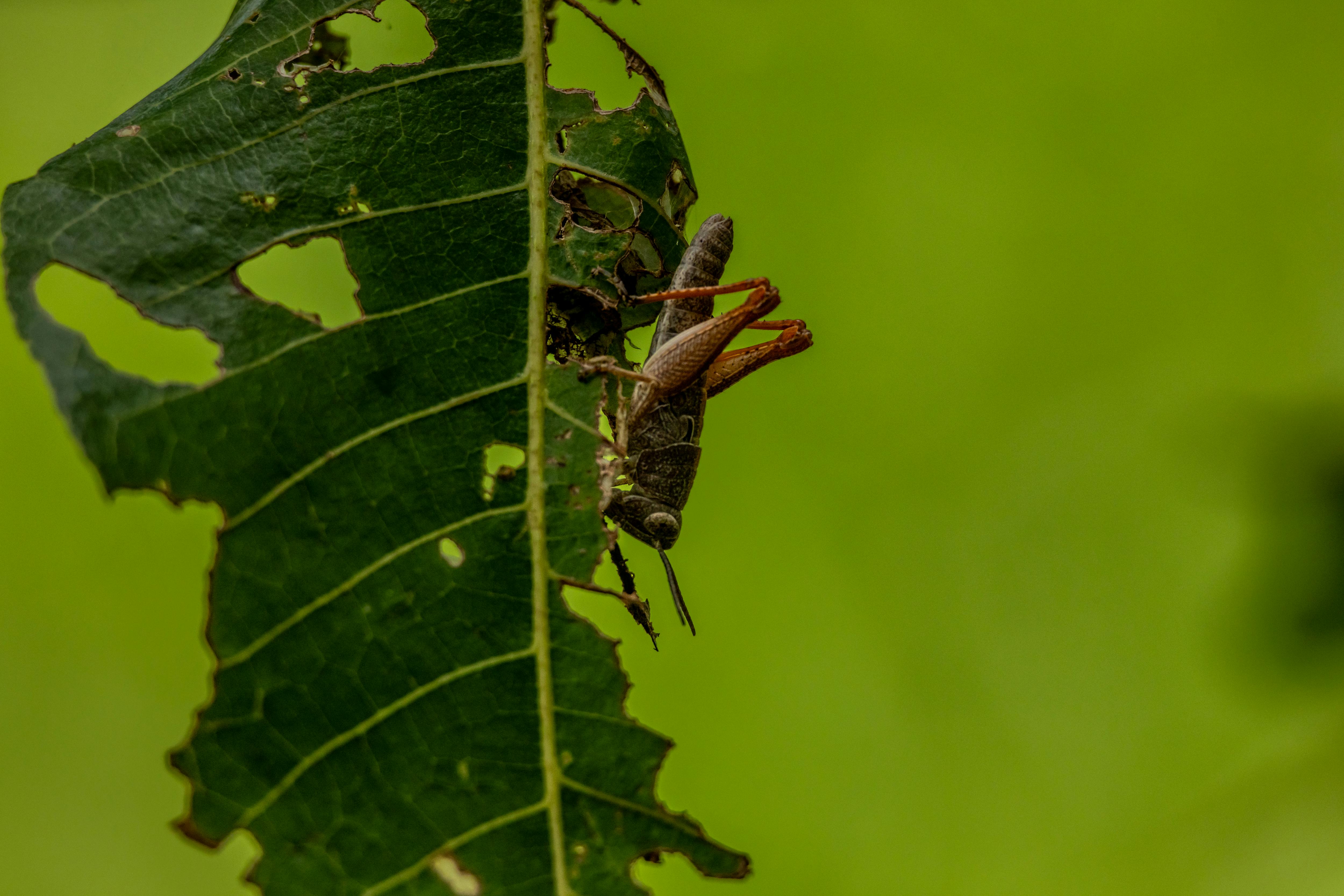 common:alt.prefix Ilmainen kuvapankkikuva tunnisteilla antenni, camo, ekologia common:alt.postfix