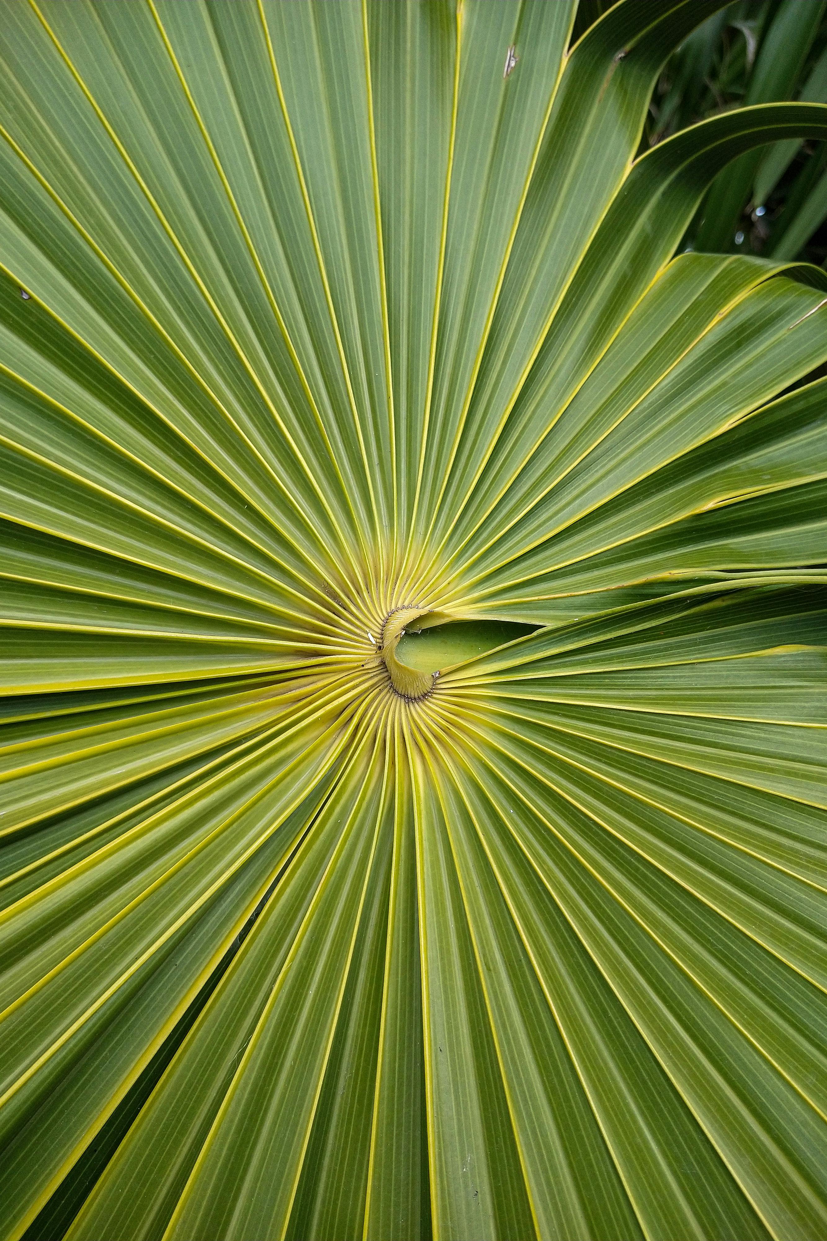 Close-up of a lush palm leaf in Cancún, capturing vibrant green patterns and natural texture.